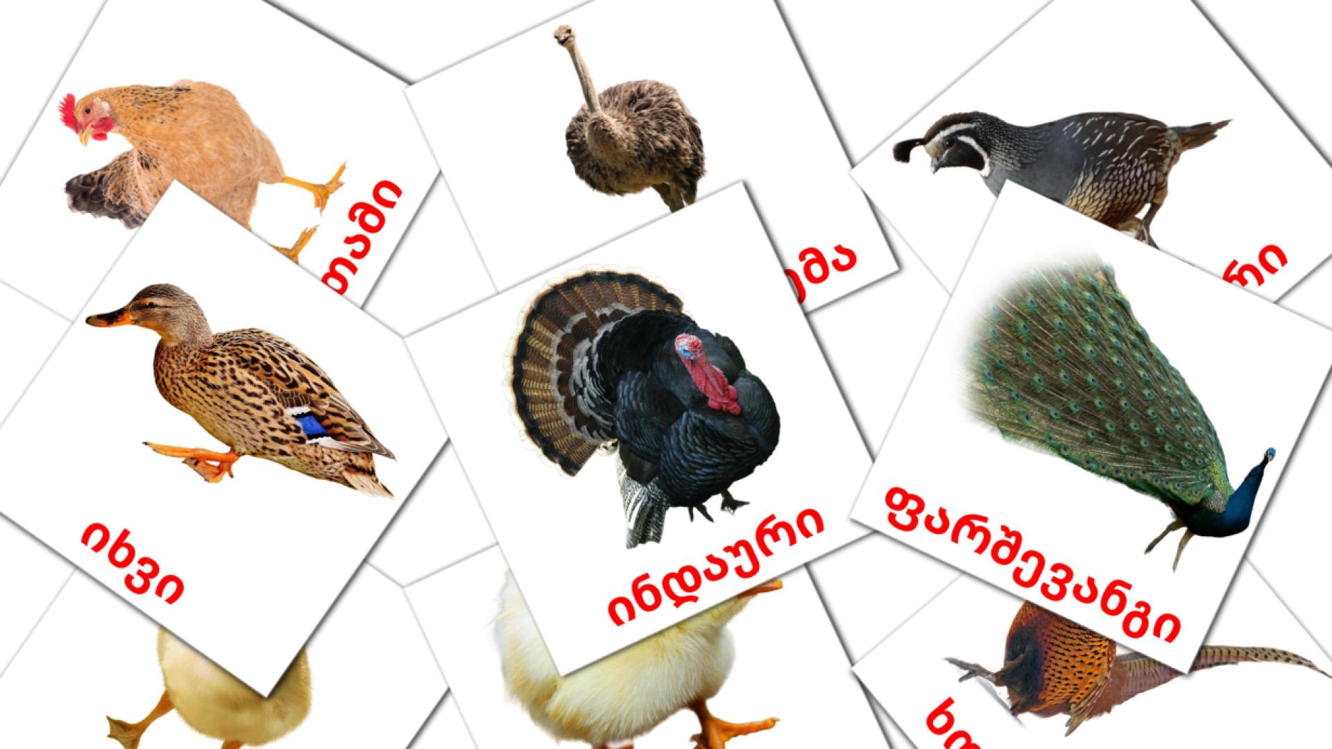 11 Bildkarten für ფერმის ფრინველები