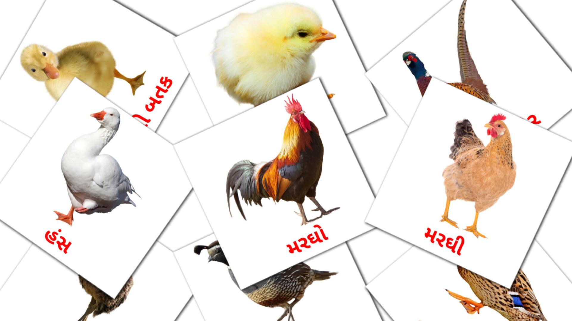 11 tarjetas didacticas de ખેતર પક્ષીઓ