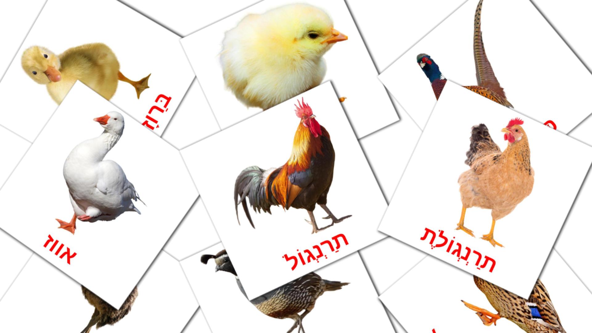 11 Bildkarten für ציפורי חווה