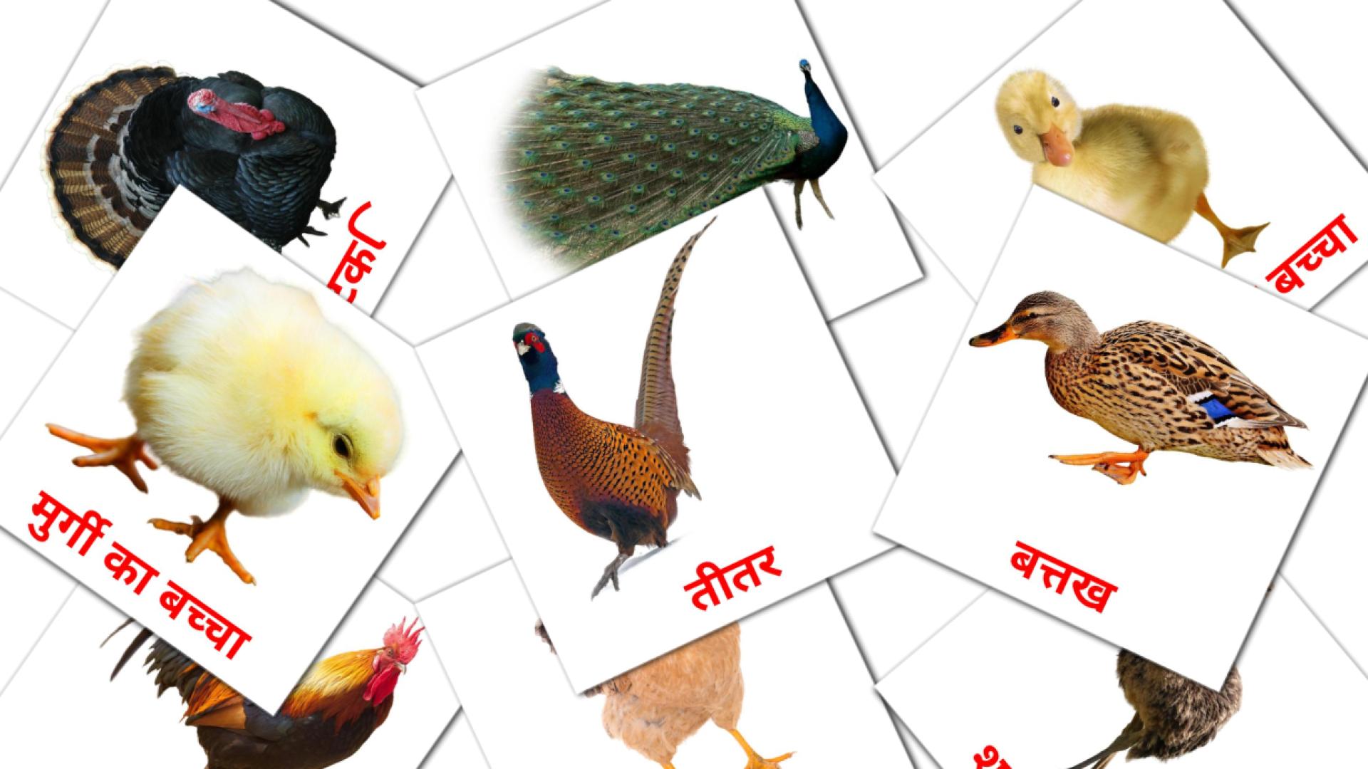 11 tarjetas didacticas de खेत पक्षी