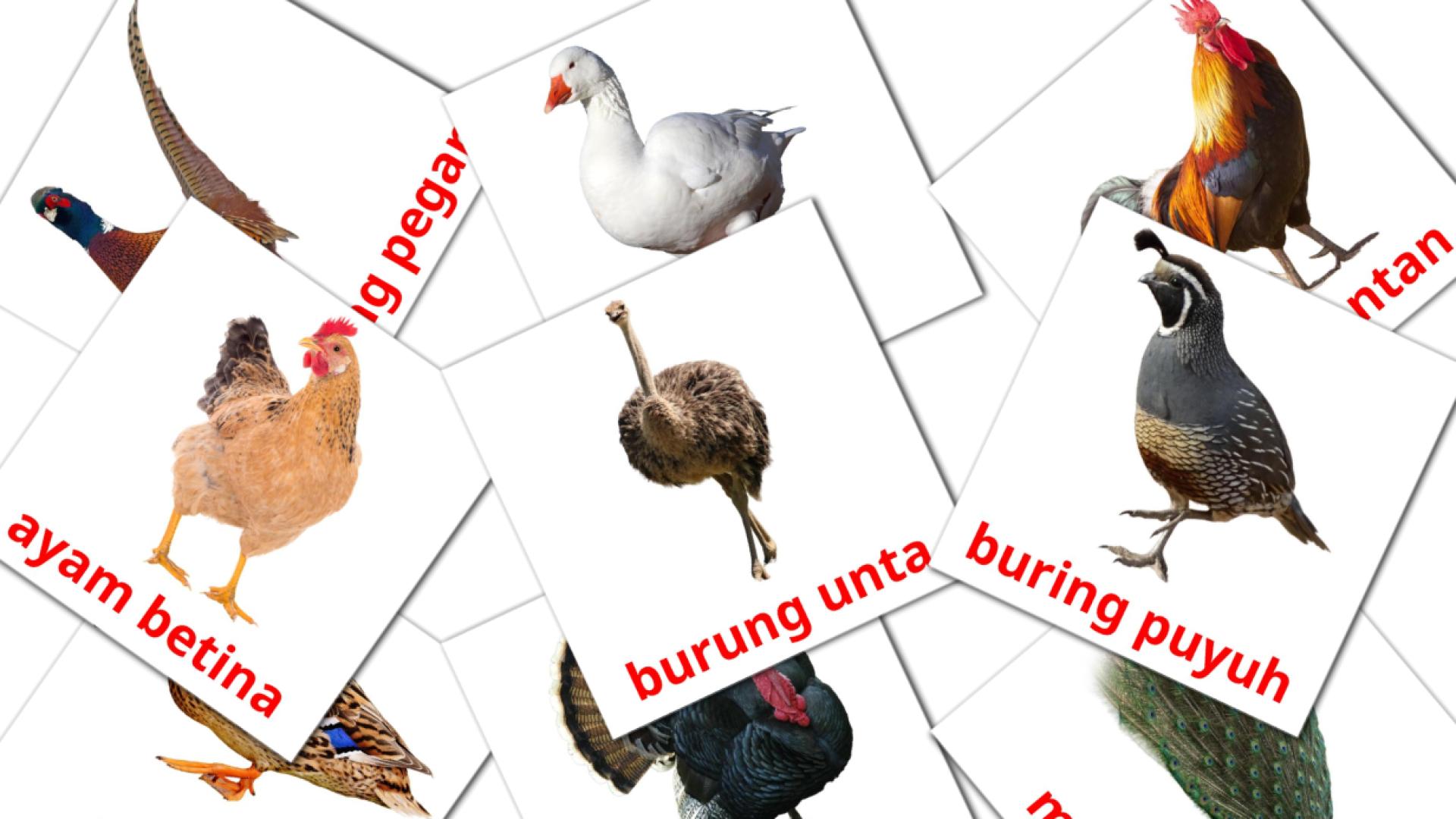 11 tarjetas didacticas de Burung peliharaan