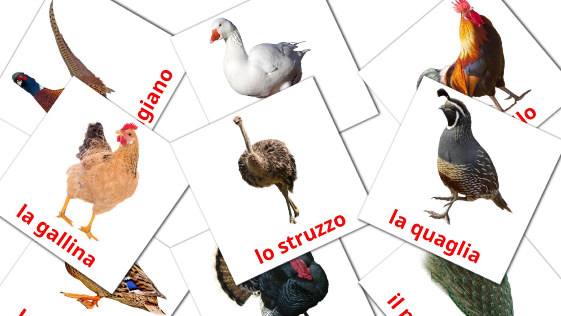 11 tarjetas didacticas de Uccelli di fattoria