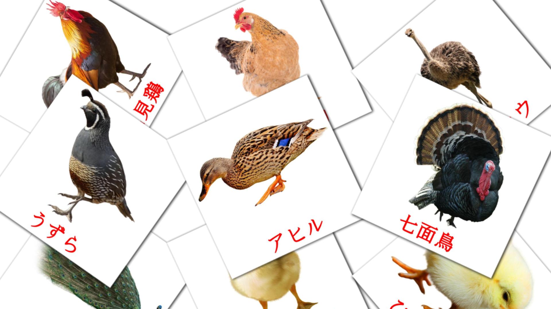 11 tarjetas didacticas de ファームの鳥