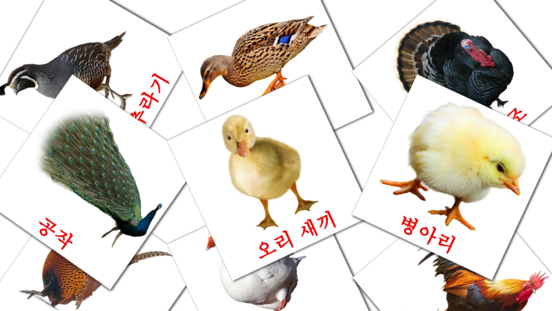 11 tarjetas didacticas de 마을의 새들