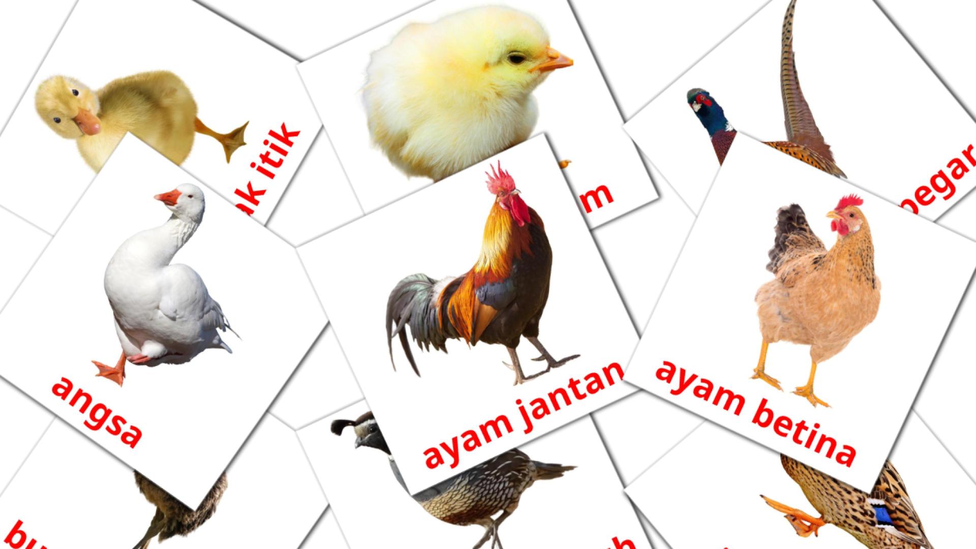 11 tarjetas didacticas de burung ternakan