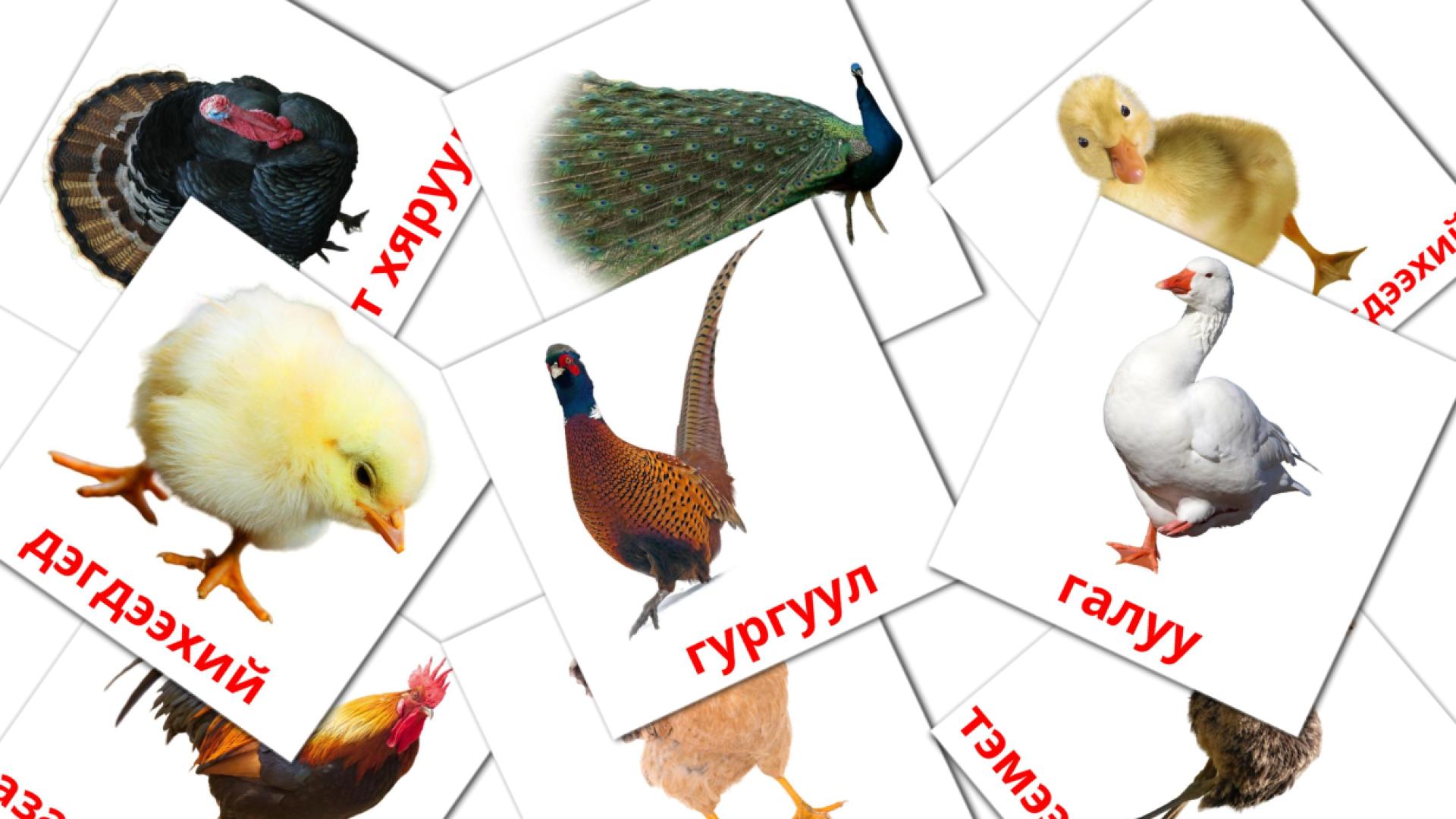 11 Bildkarten für Фермийн шувууд