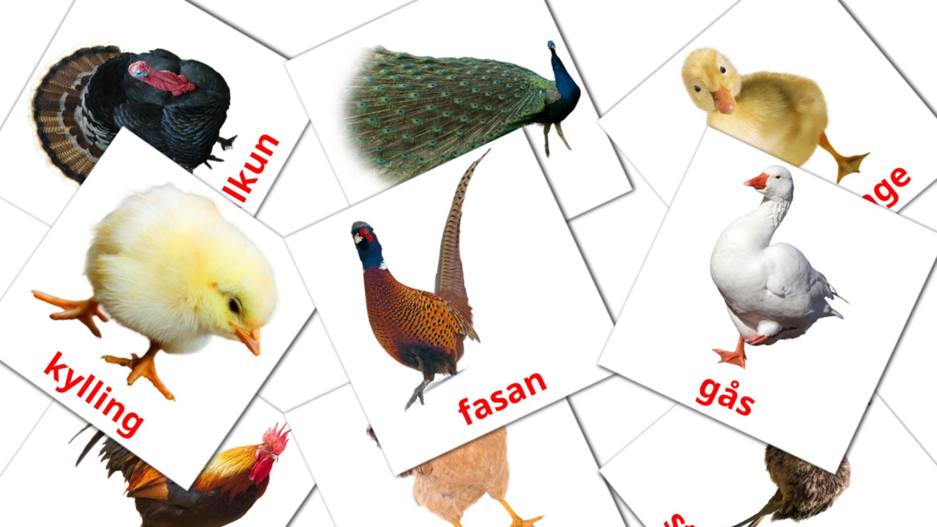 11 flashcards di gårdsfugler