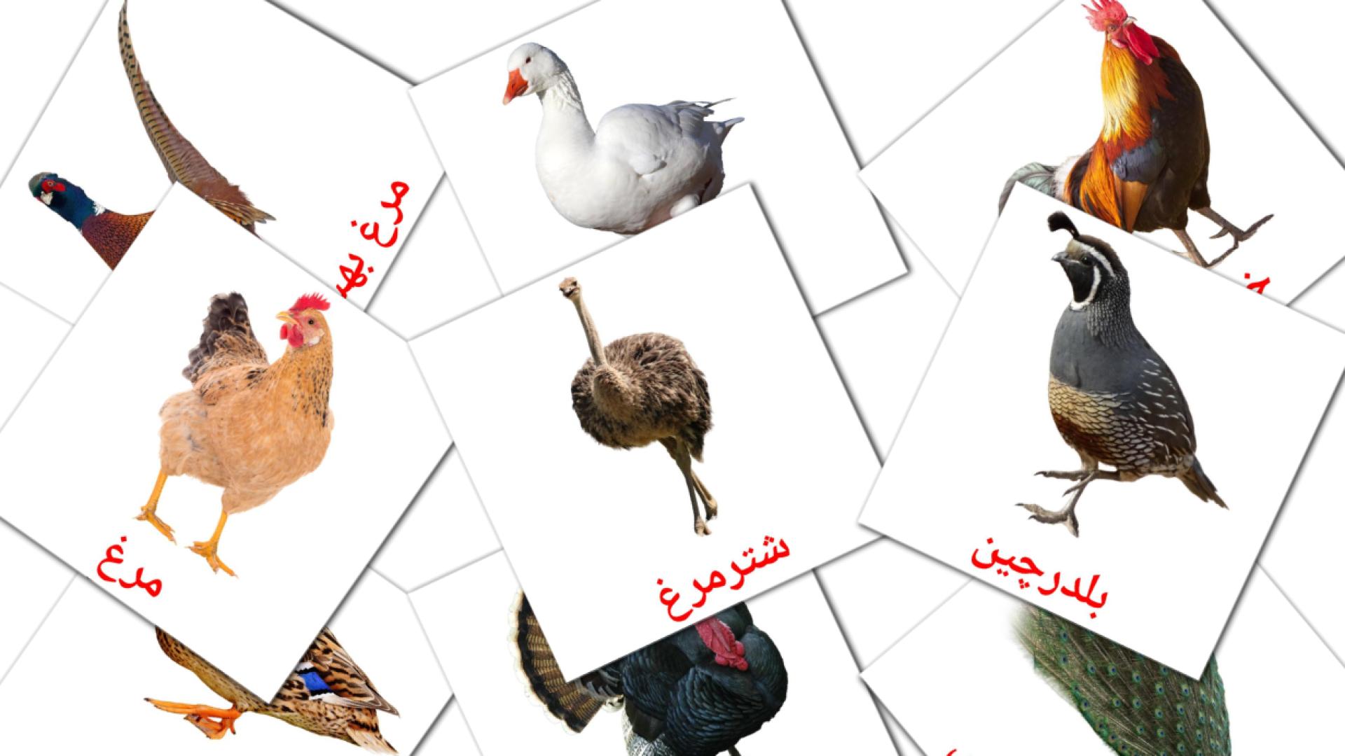11 tarjetas didacticas de پرندگان مزرعه