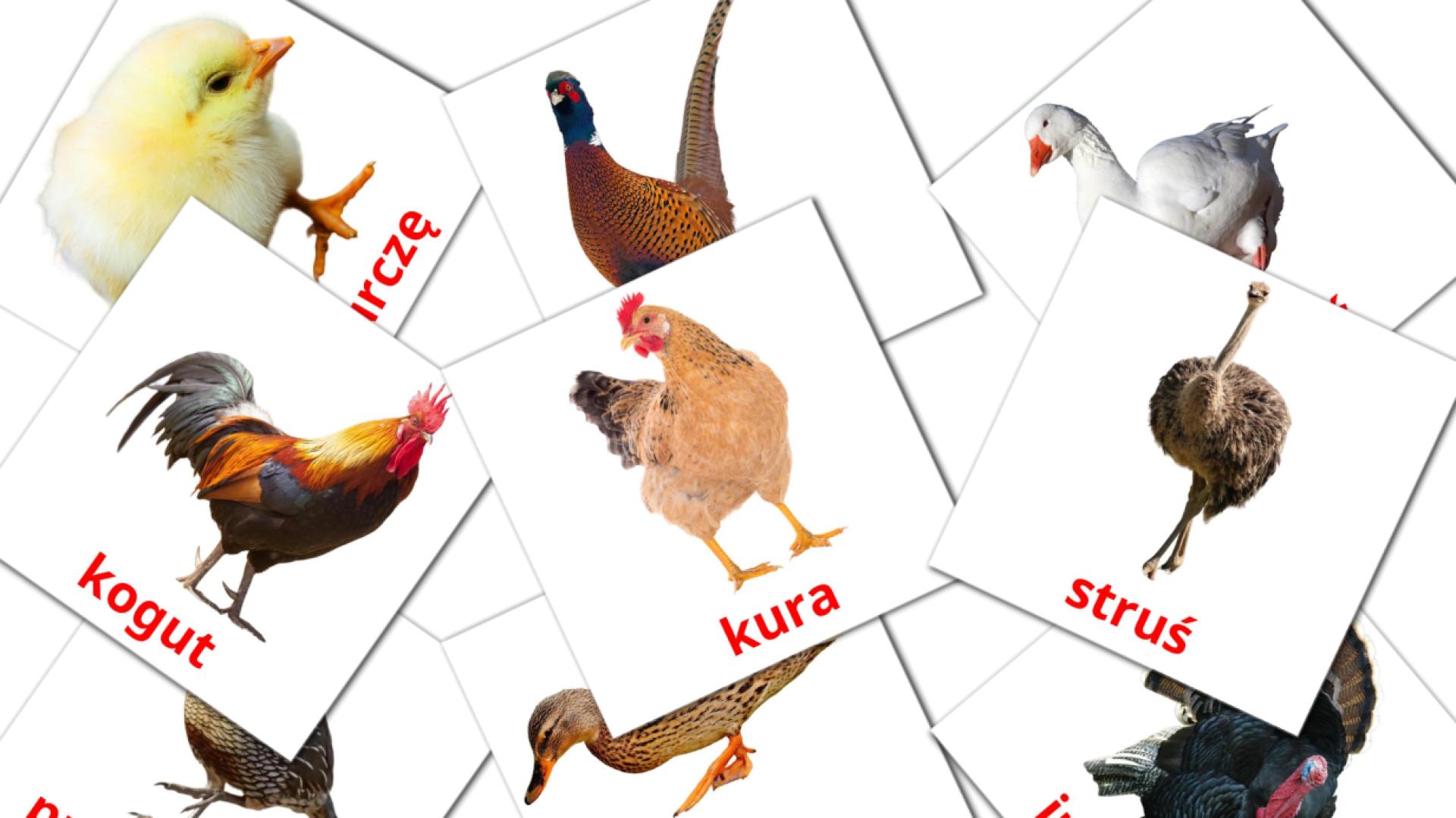 11 tarjetas didacticas de Ptaki domowe