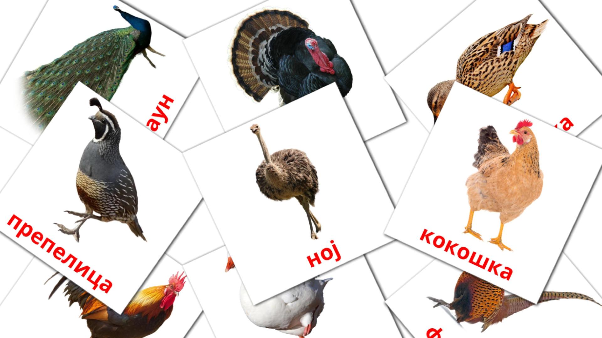 11 Bildkarten für Птице на фарми