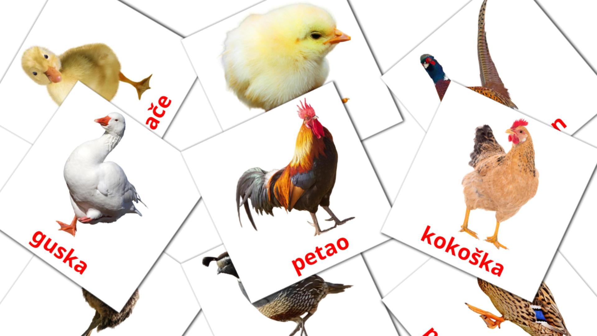 11 tarjetas didacticas de Ptice na farmi