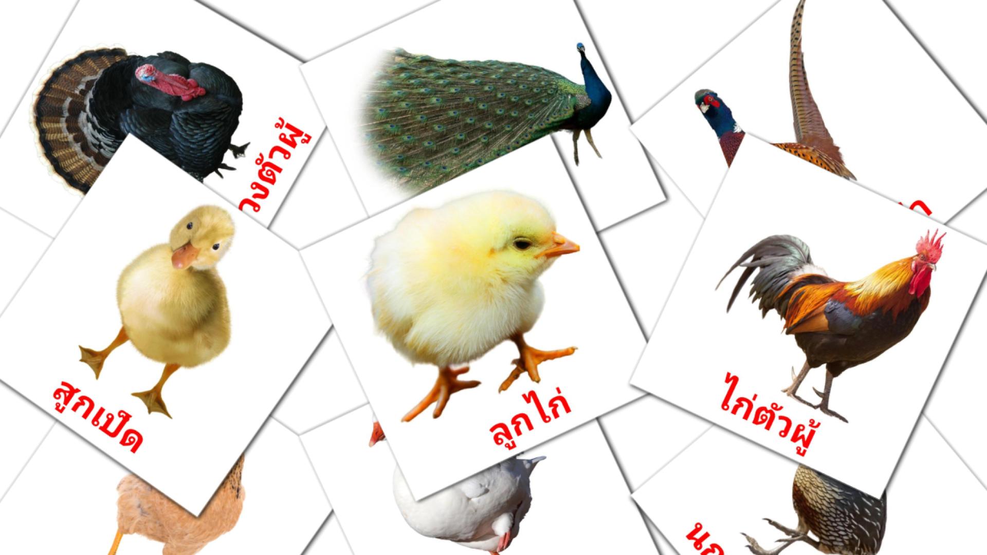 11 Flashcards de นกในหมู่บ้าน
