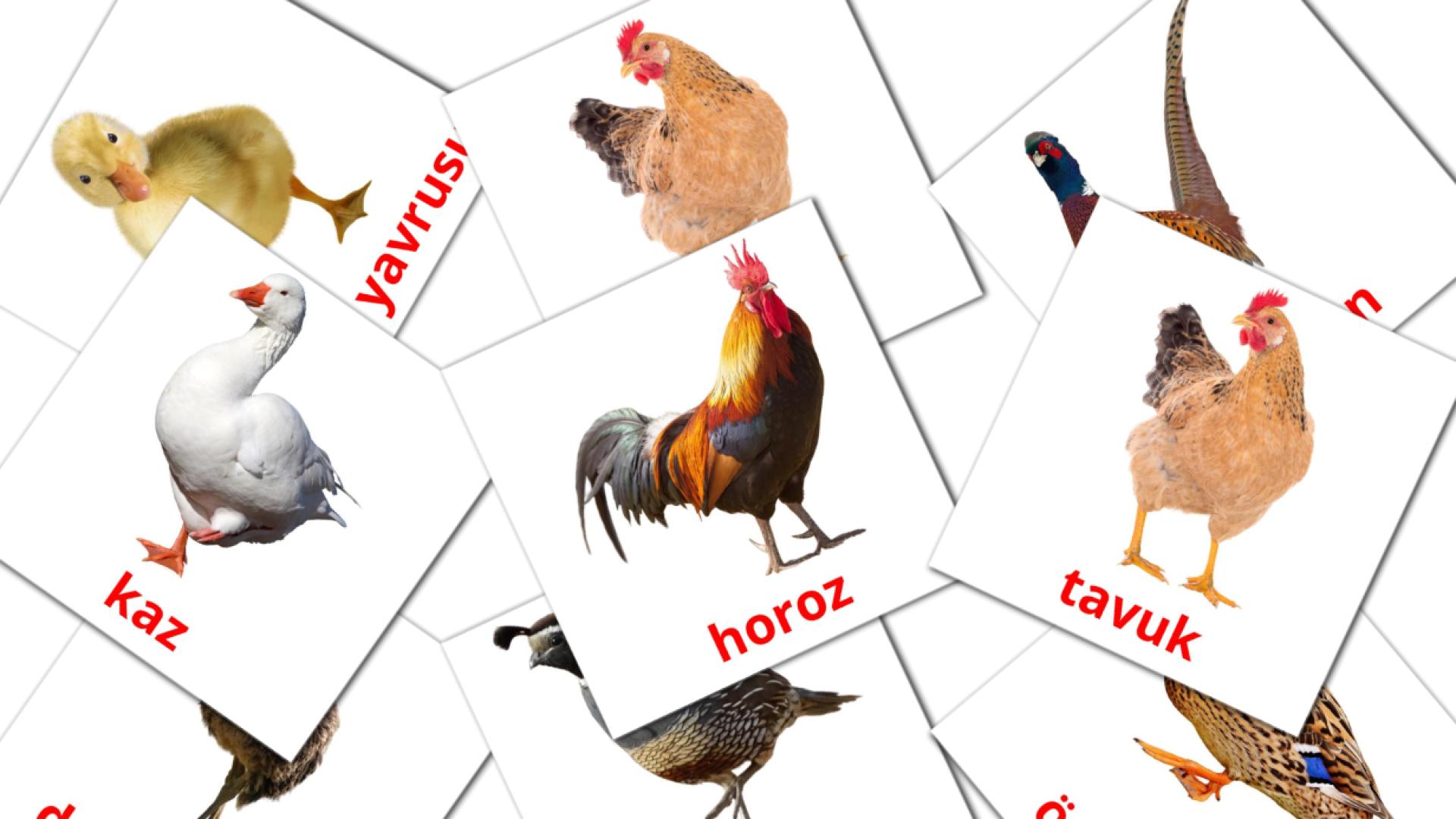 11 flashcards di Çiftlik Kuşları