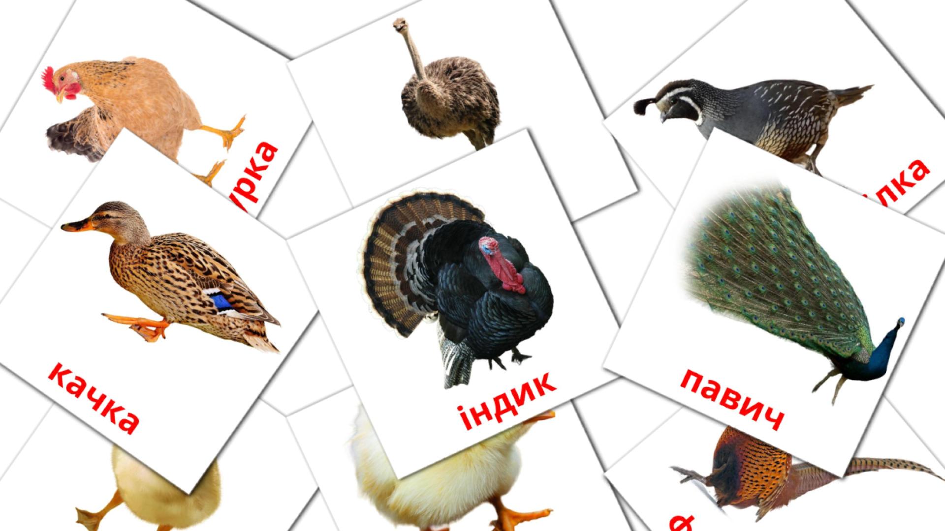 11 Flashcards de Птахи в селі