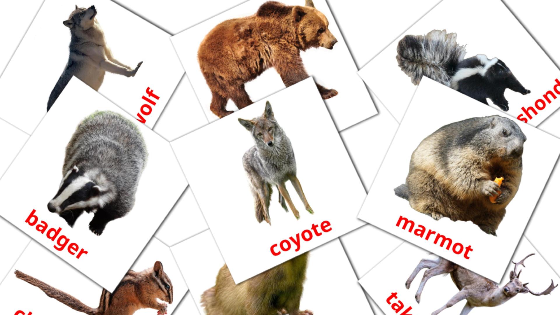 Animales del Bosque - tarjetas de vocabulario en afrikáans