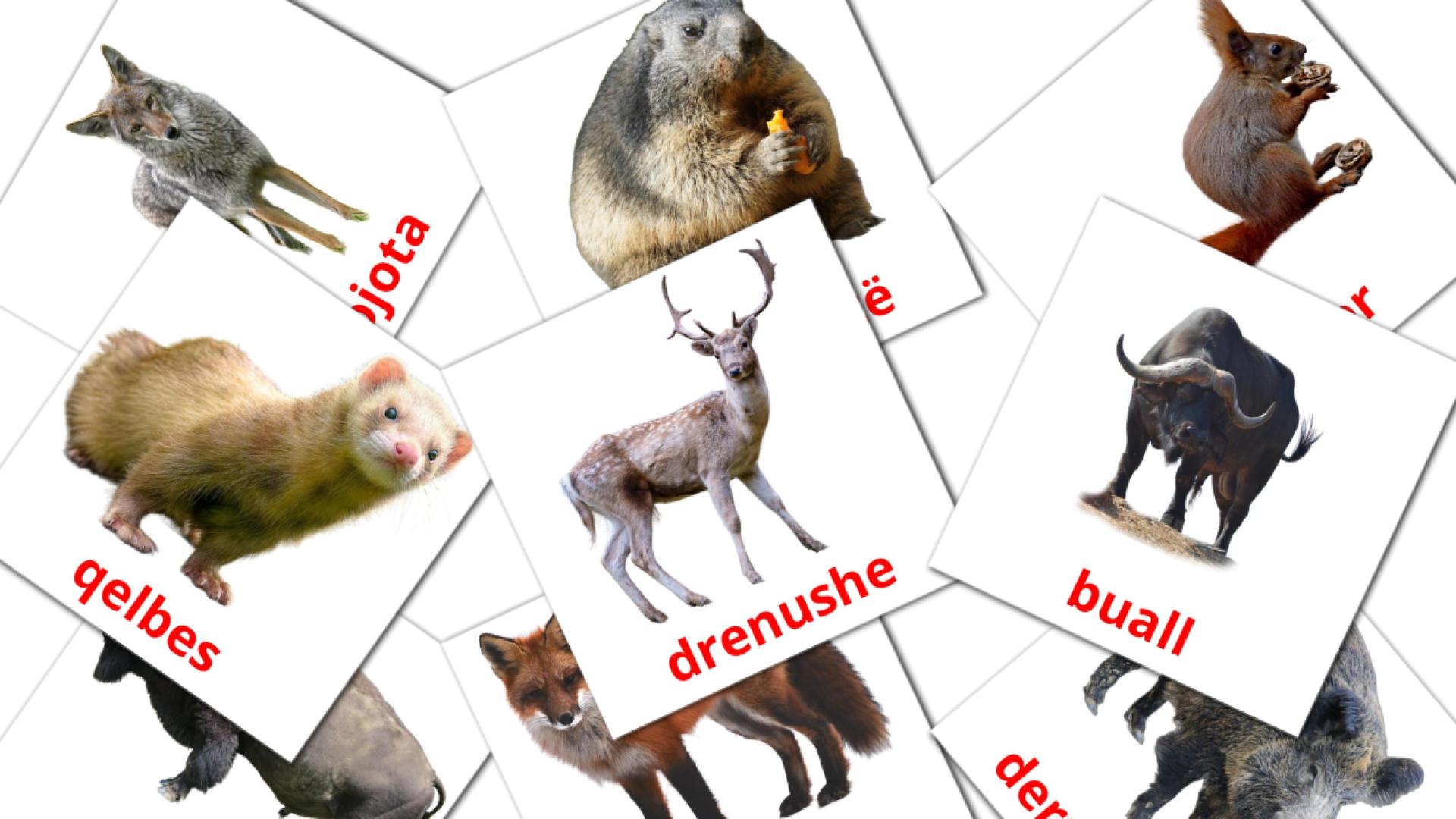 Animales del Bosque - tarjetas de vocabulario en albanés