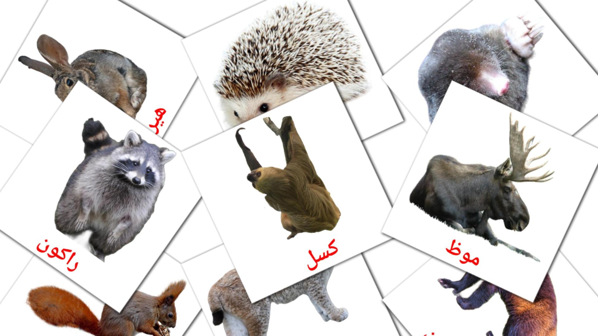 Animales del Bosque - tarjetas de vocabulario en árabe