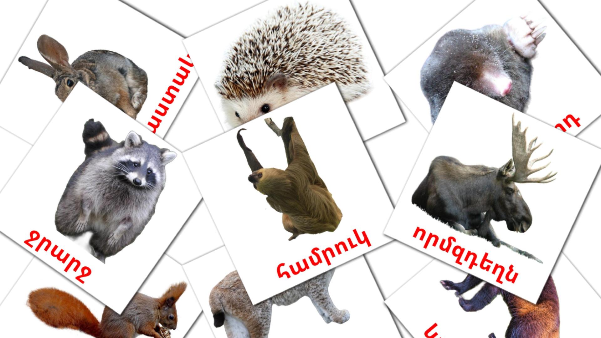 Animali della foresta - Schede di vocabolario armeno