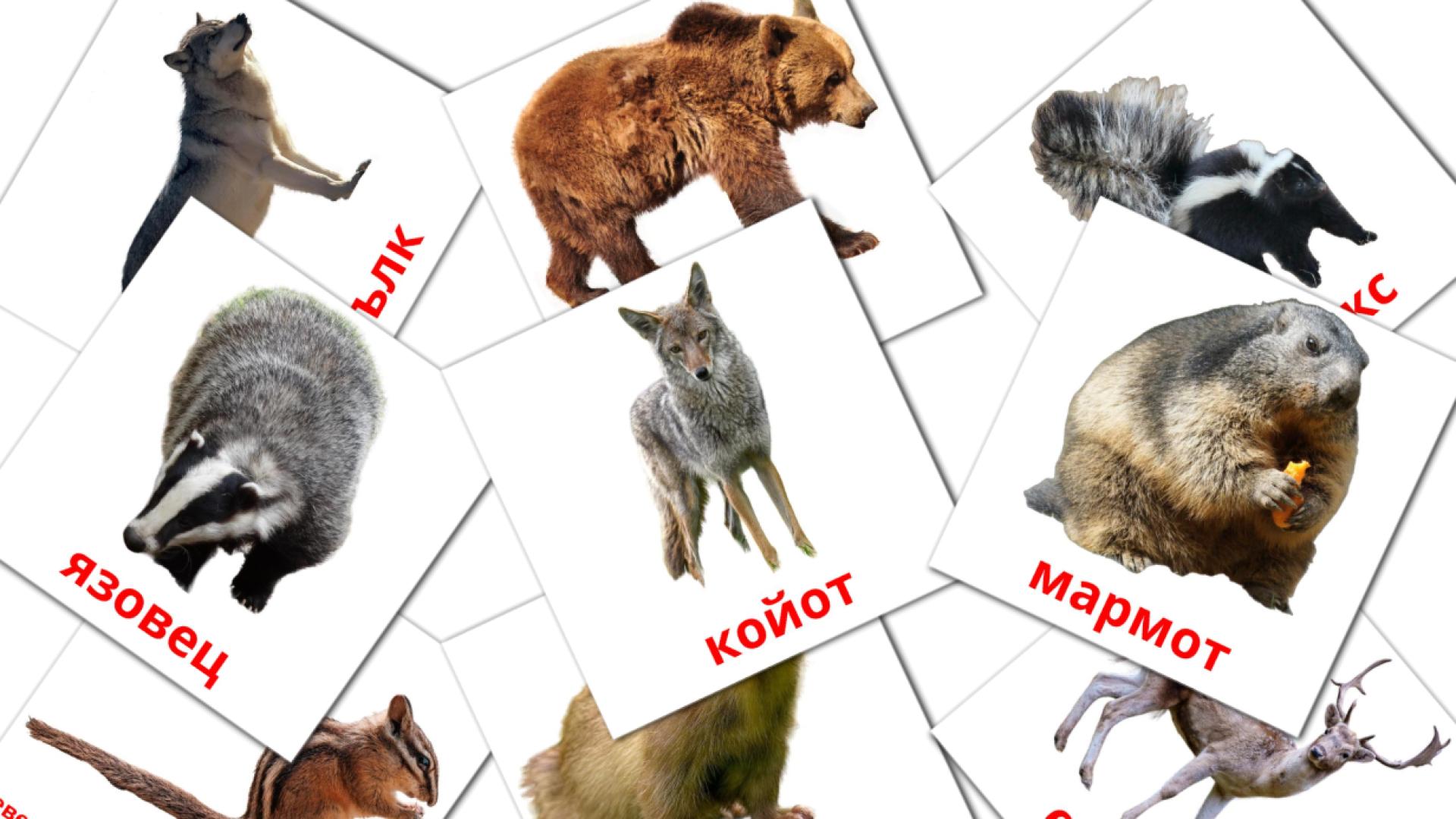 22 tarjetas didacticas de Диви животни