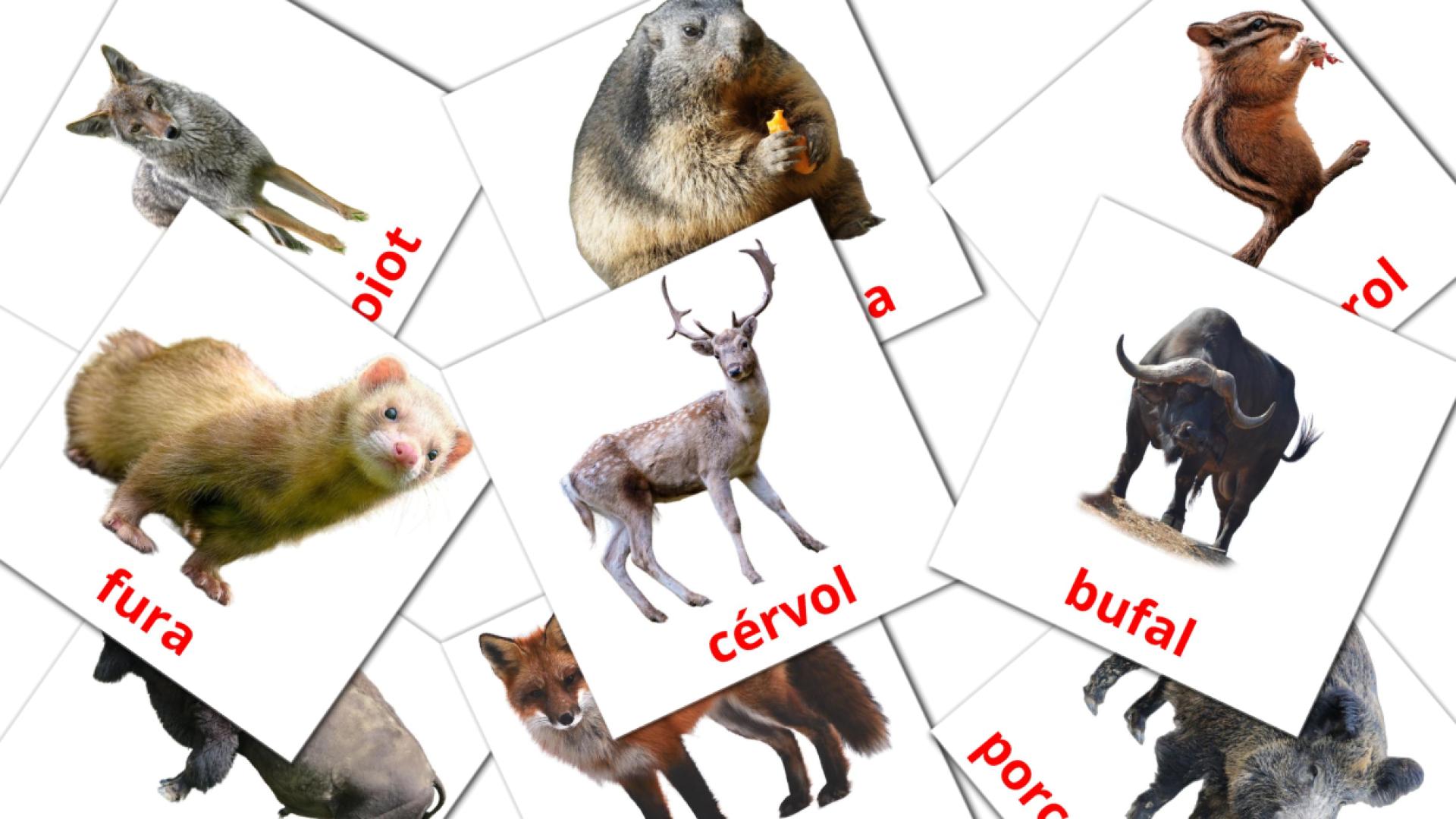 22 Flashcards de Animals del bosc