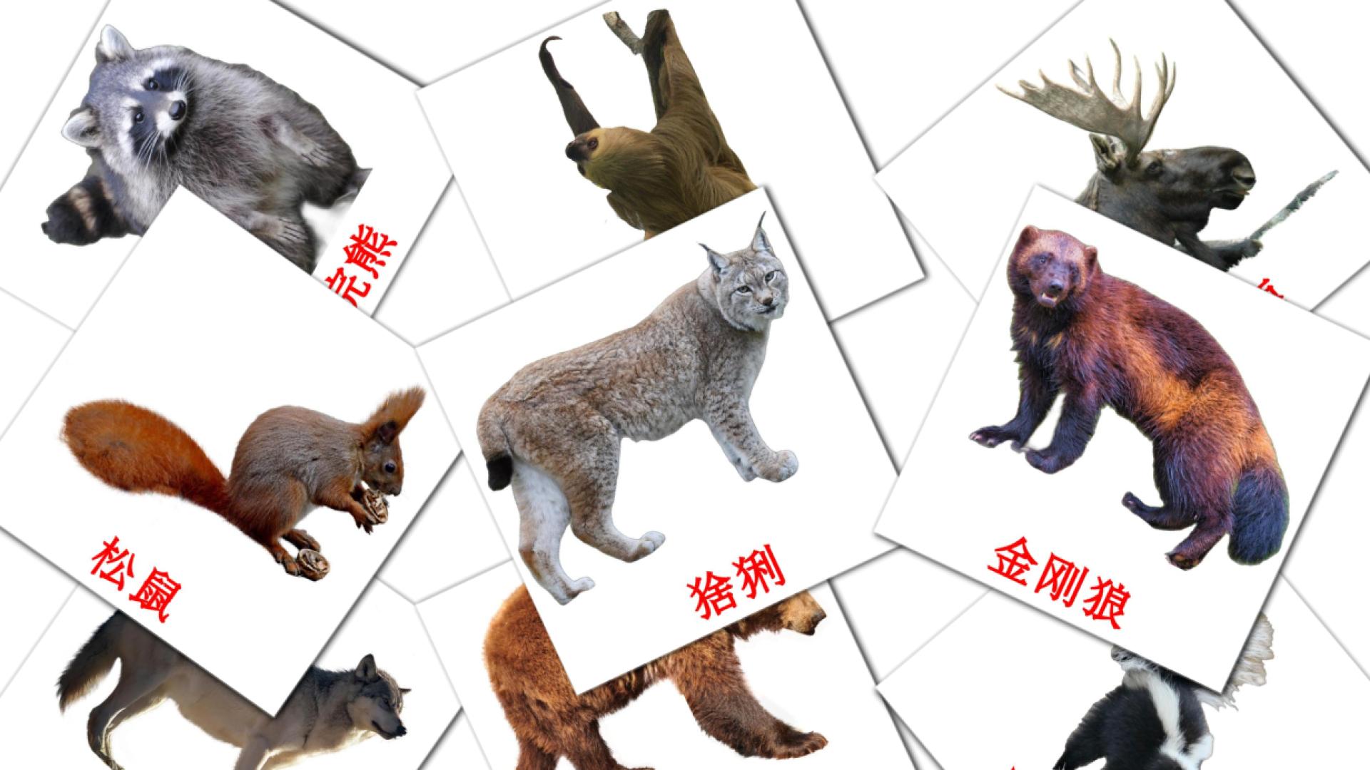 22 tarjetas didacticas de 森林动物