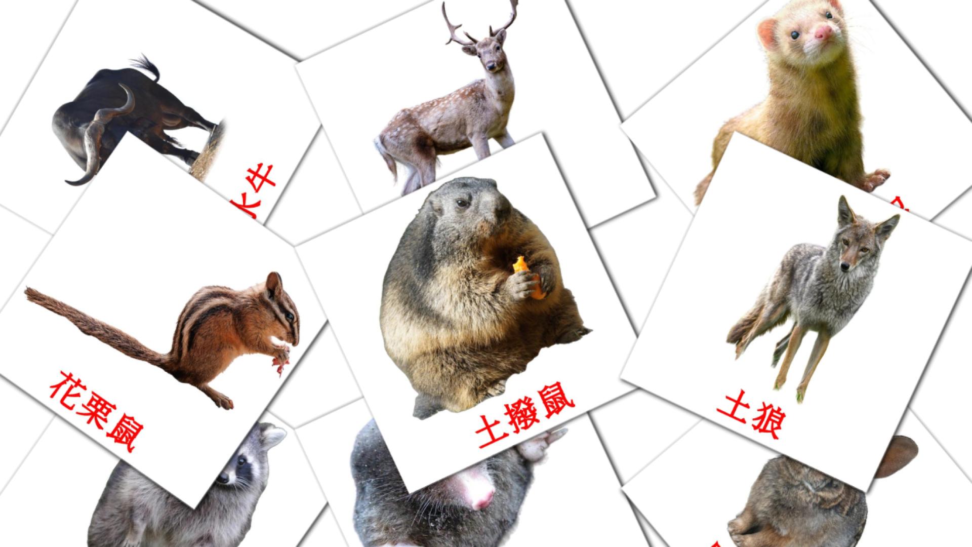 22 tarjetas didacticas de 森林動物