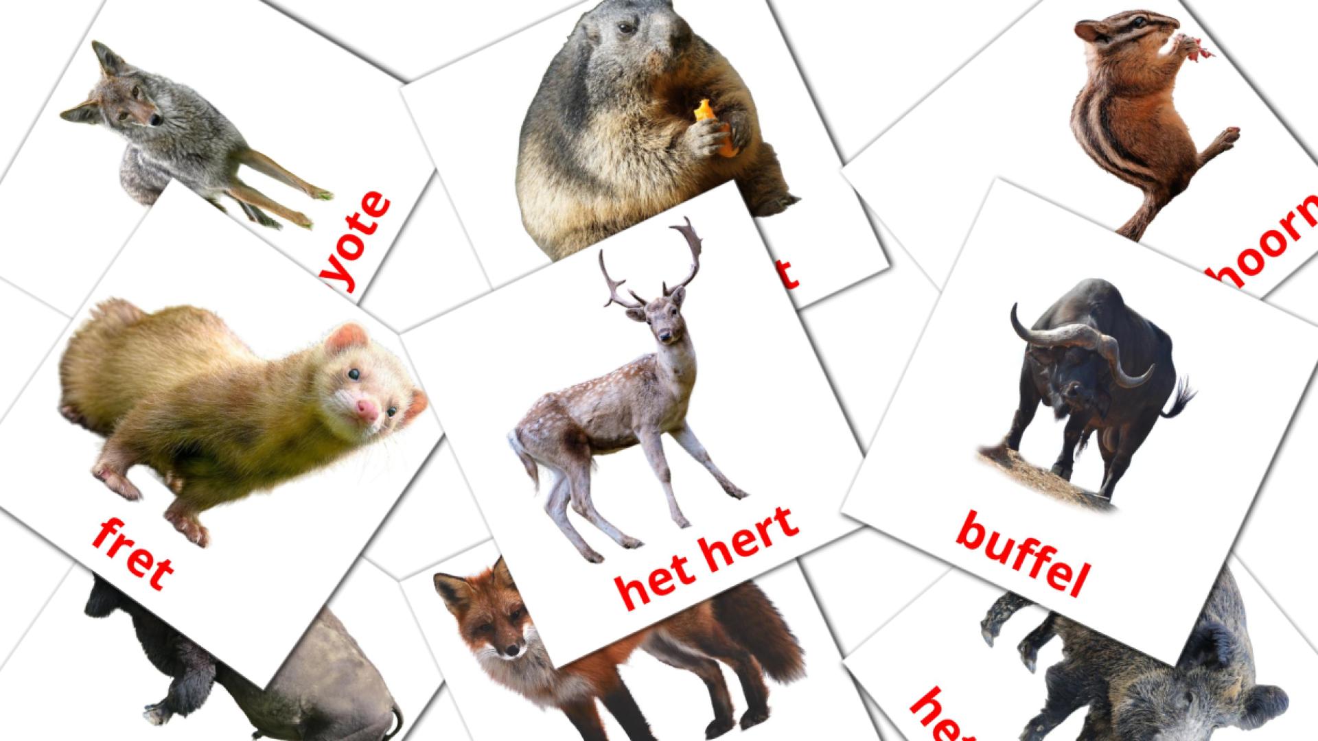 22 Bildkarten für Bosdieren