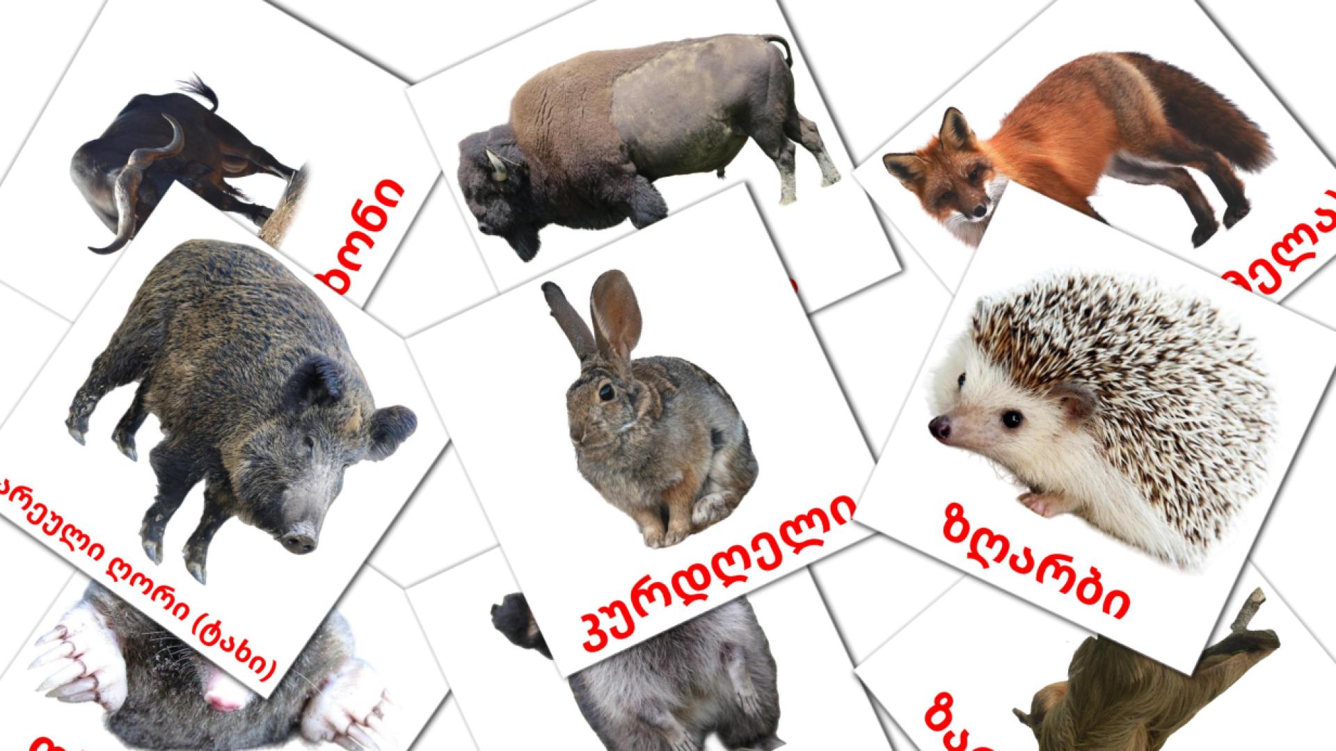 22 Bildkarten für ტყის ცხოველები