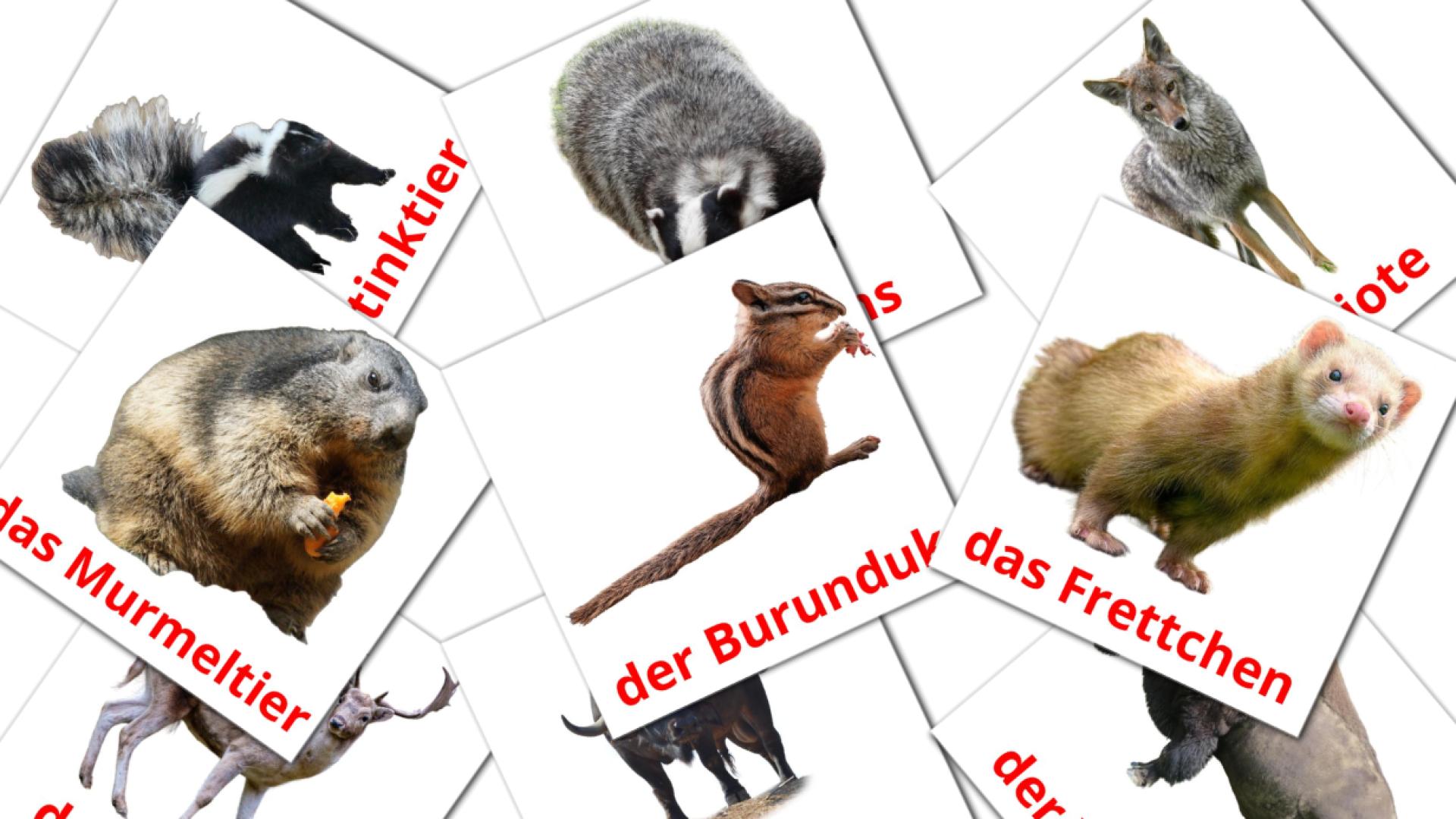 Animais da Floresta - Cartões de vocabulário alemão