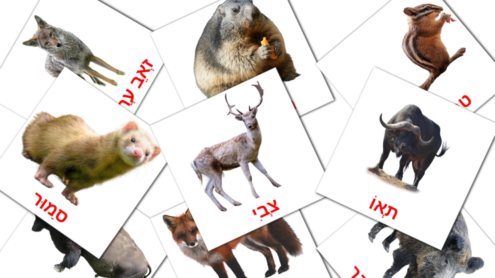 22 tarjetas didacticas de חיות יער