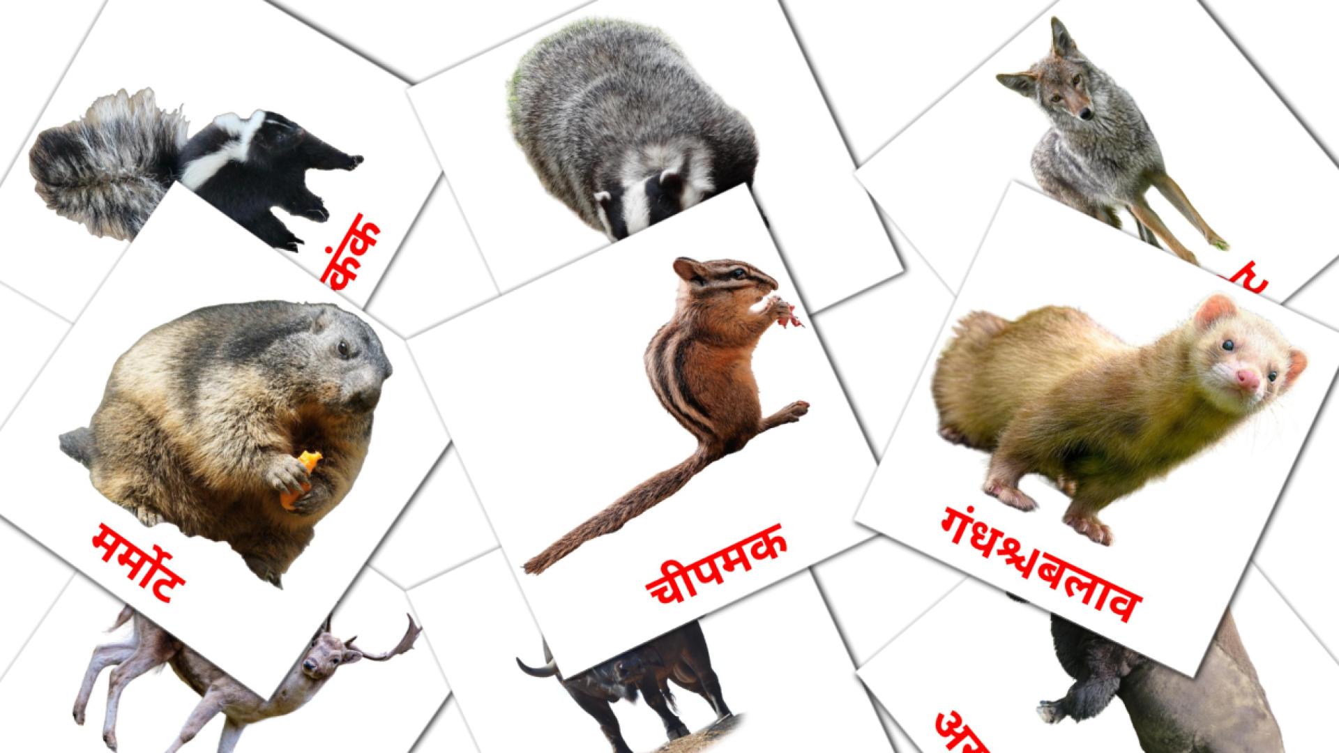 22 tarjetas didacticas de जंगल के जानवर