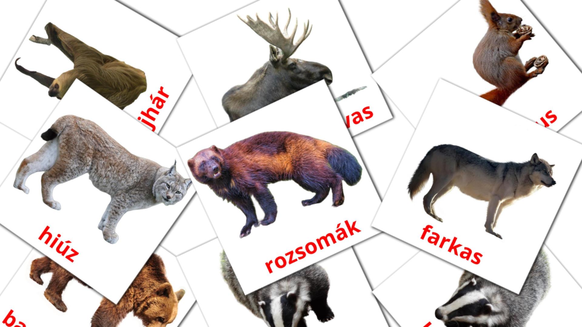 22 Bildkarten für Erdei állatok