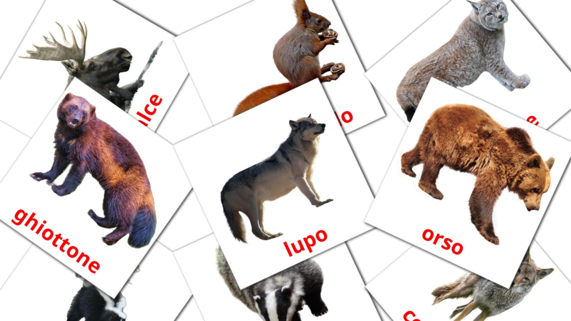 22 tarjetas didacticas de Animali della foresta