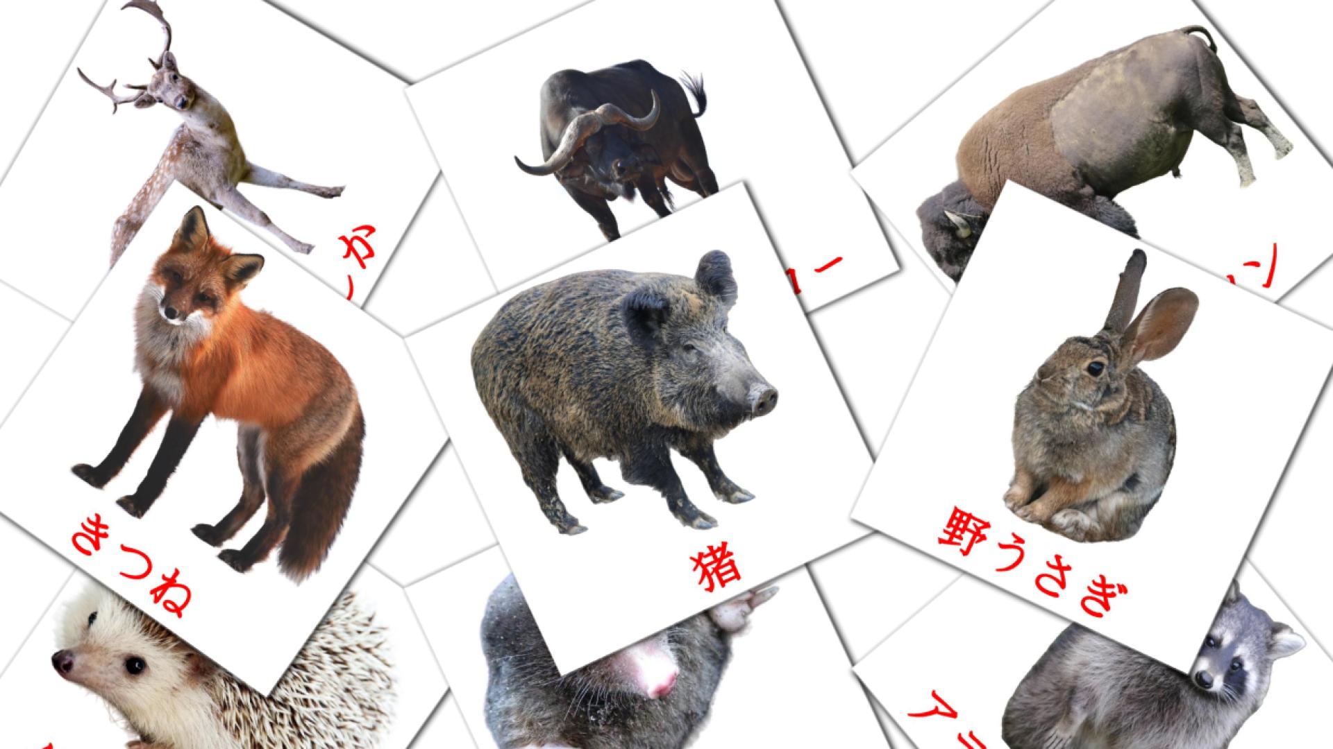 22 Bildkarten für 森の動物