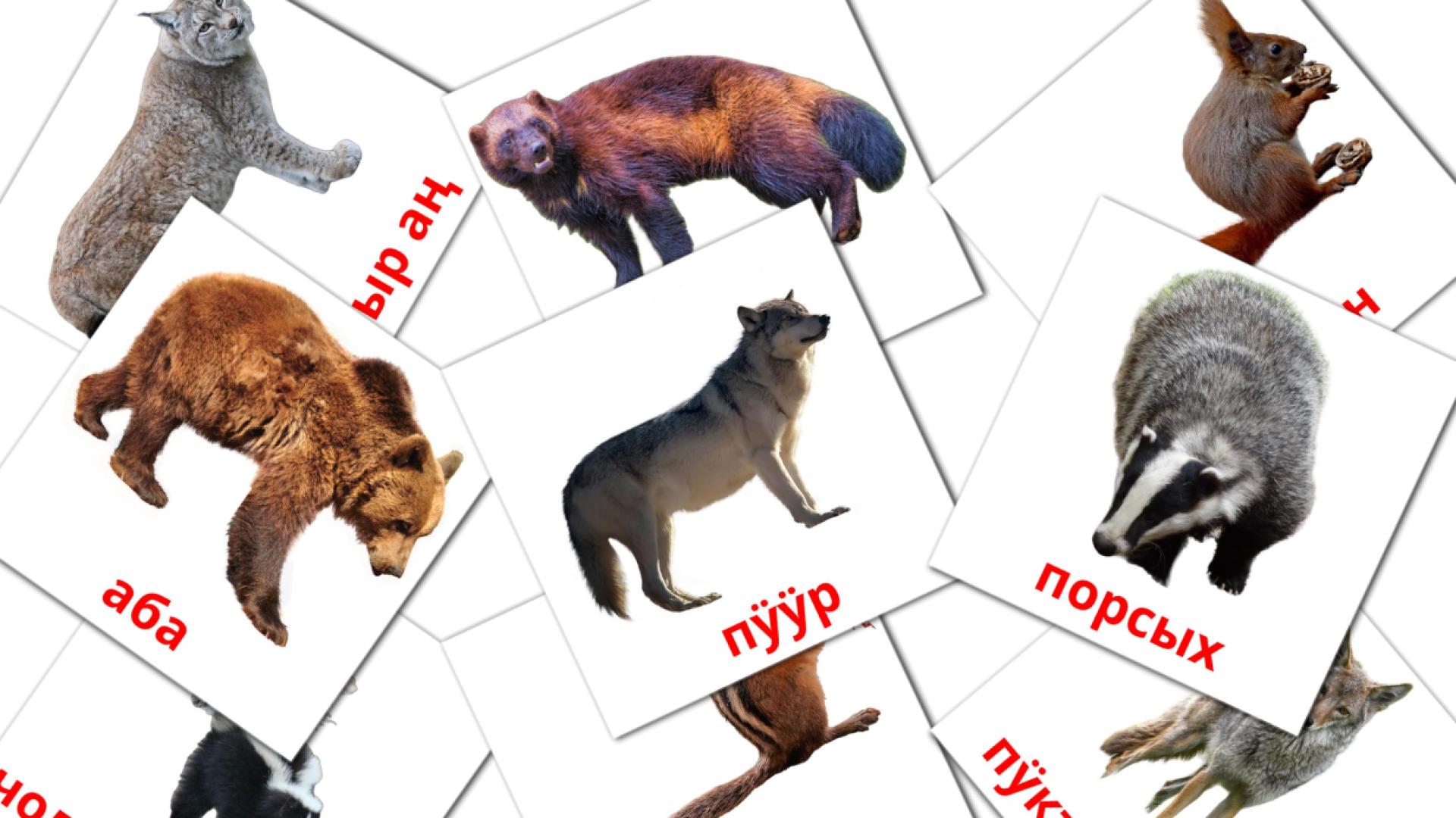 22 Bildkarten für Арығ аң-хустар