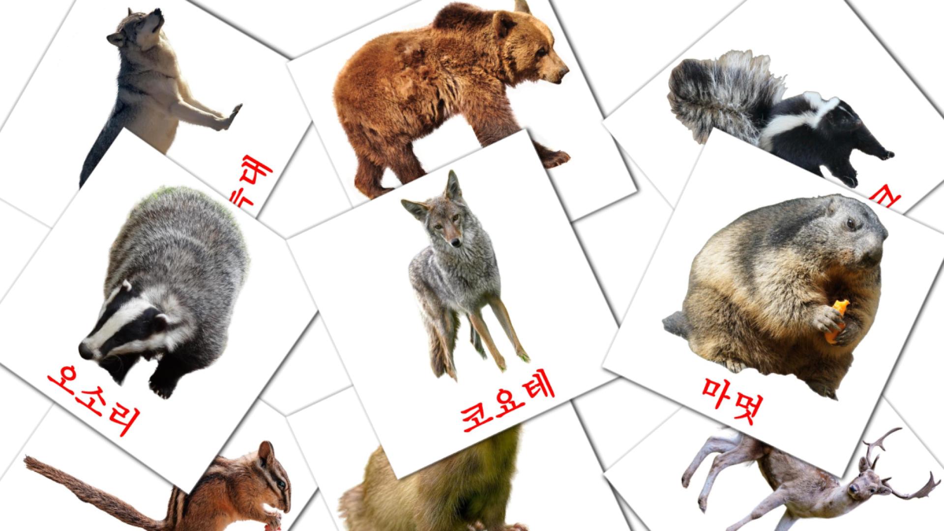 22 Flashcards de 산림 동물