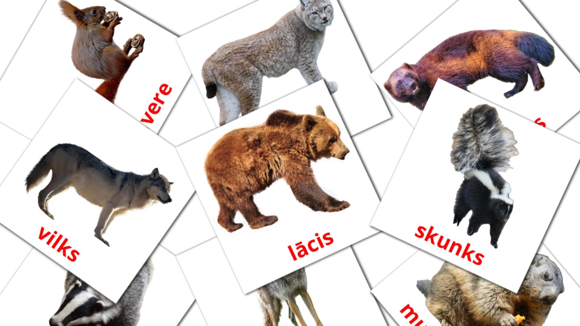 22 Bildkarten für Meža dzīvnieki