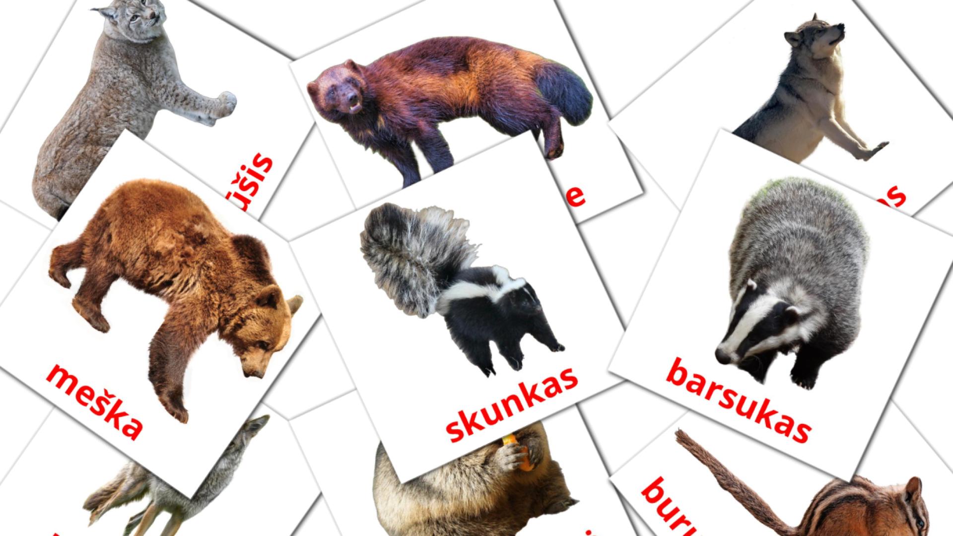 22 flashcards di Miško gyvūnai