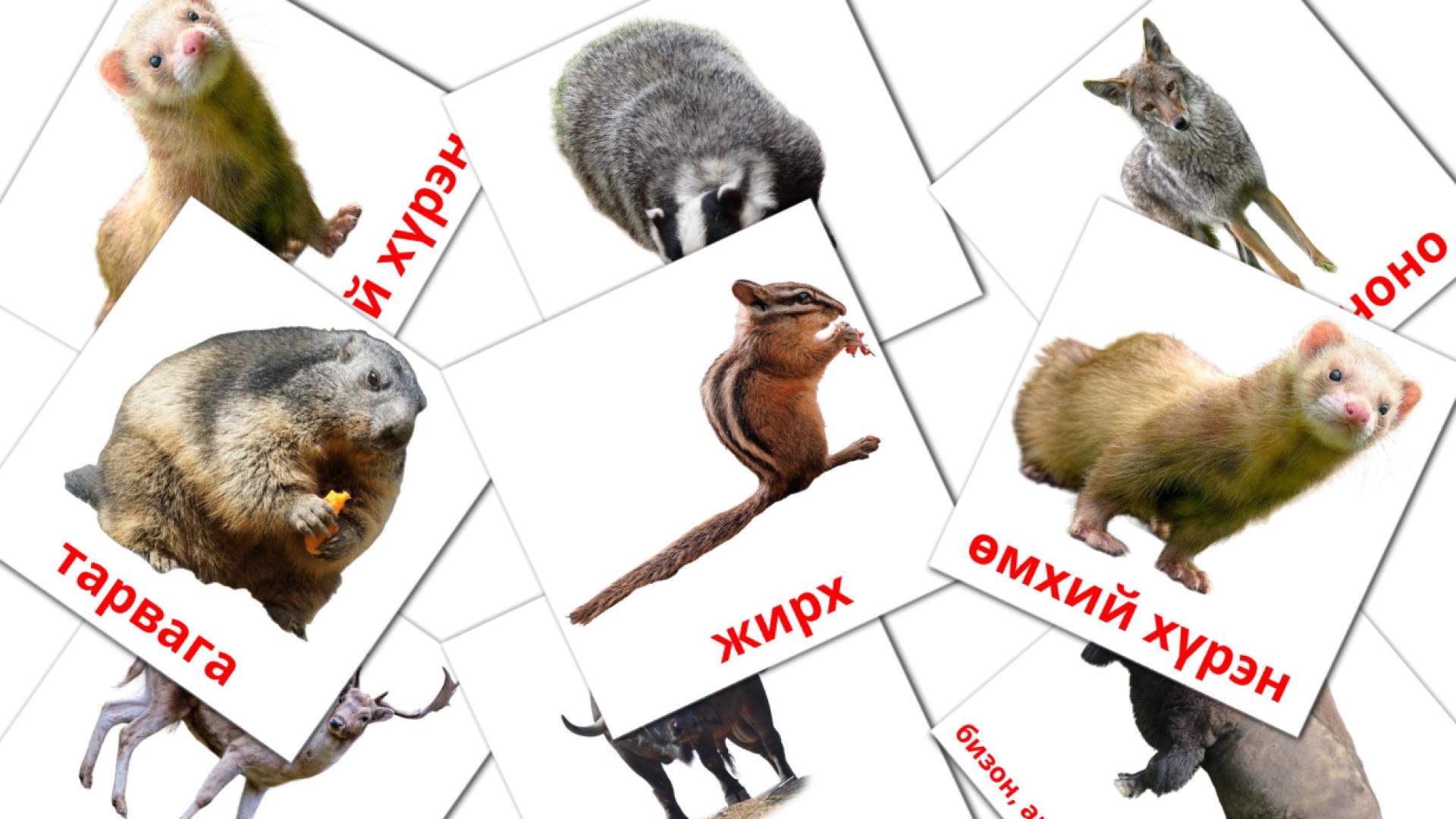 22 tarjetas didacticas de Ойн амьтад