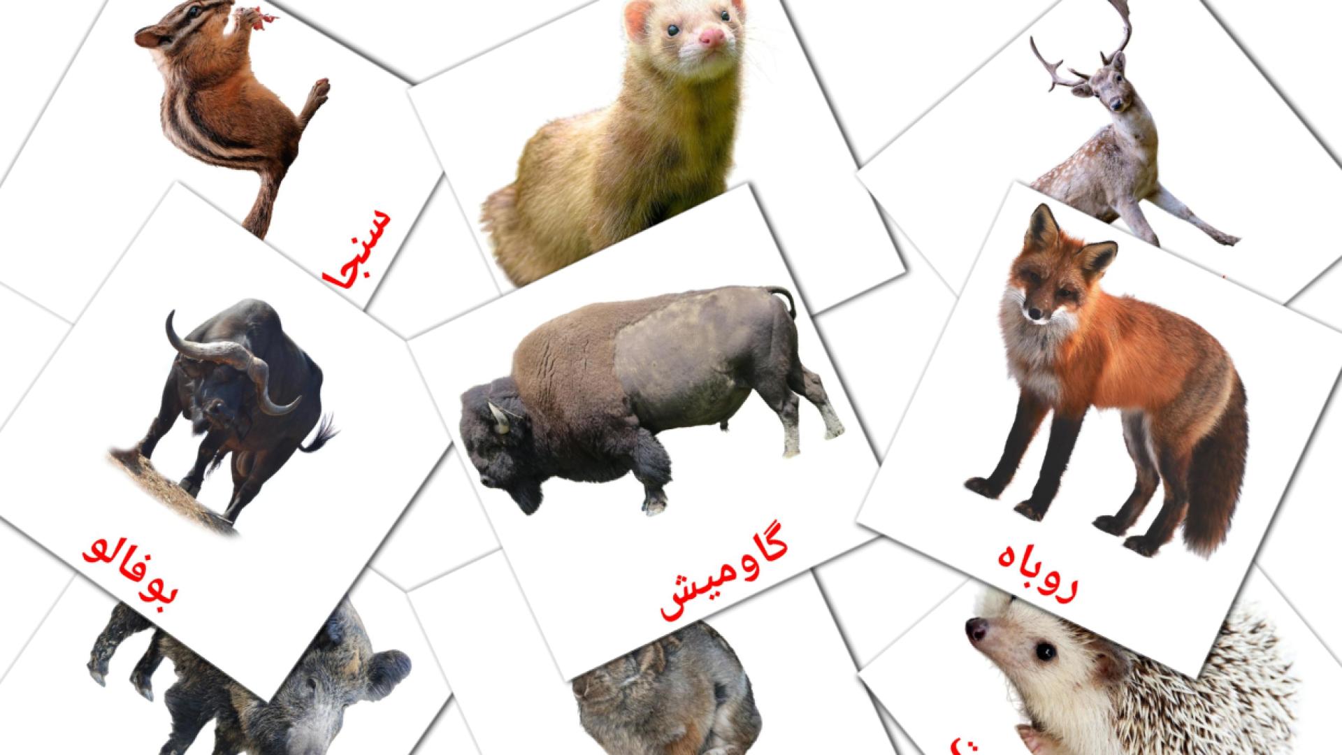 22 tarjetas didacticas de حیوانات جنگل