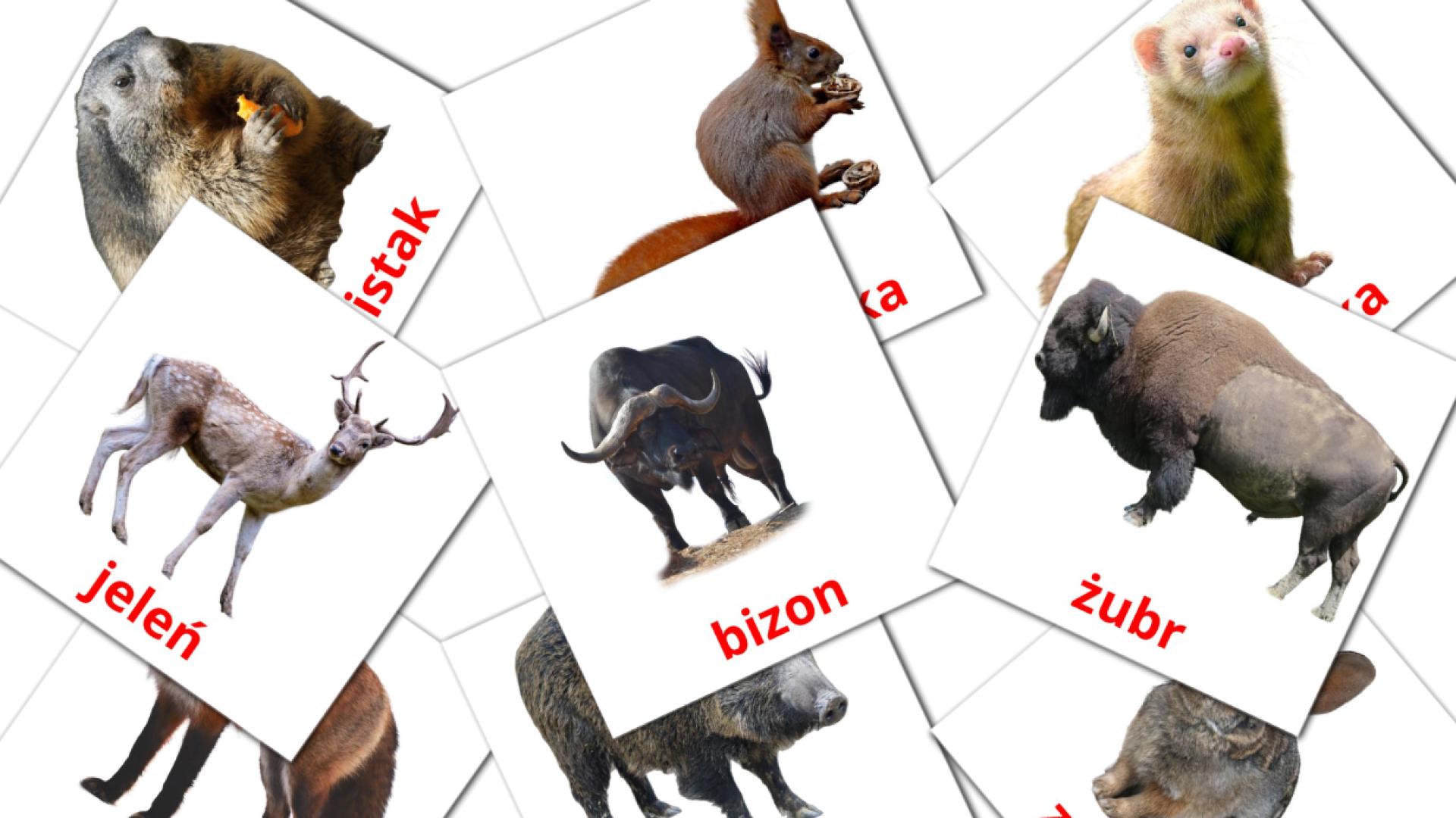 22 tarjetas didacticas de leśne zwierzęta