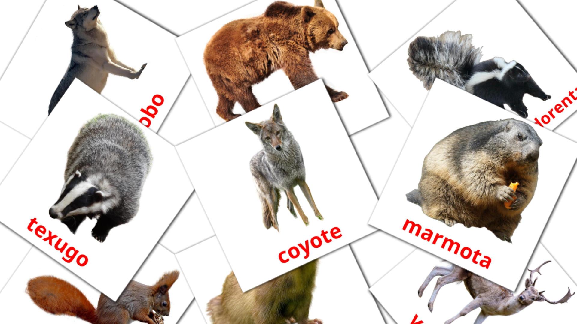 22 tarjetas didacticas de Animais da Floresta