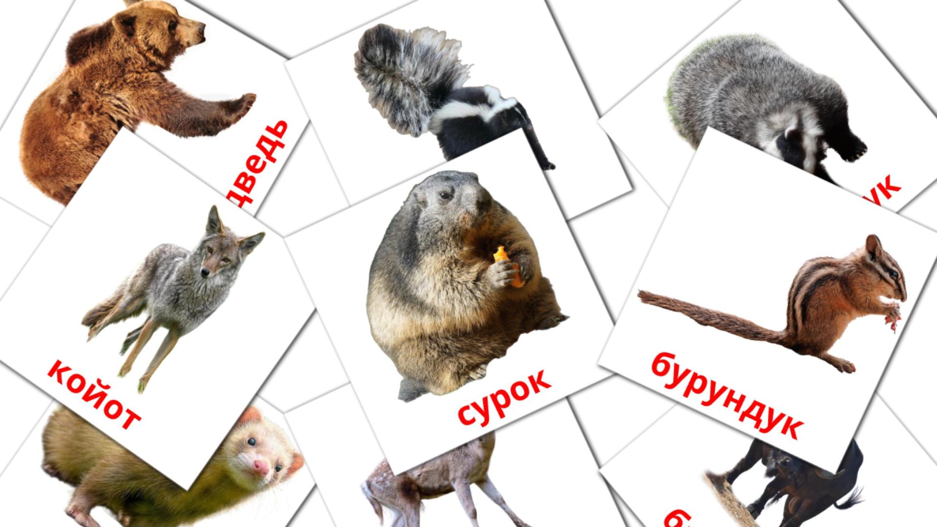 22 flashcards di Лесные животные