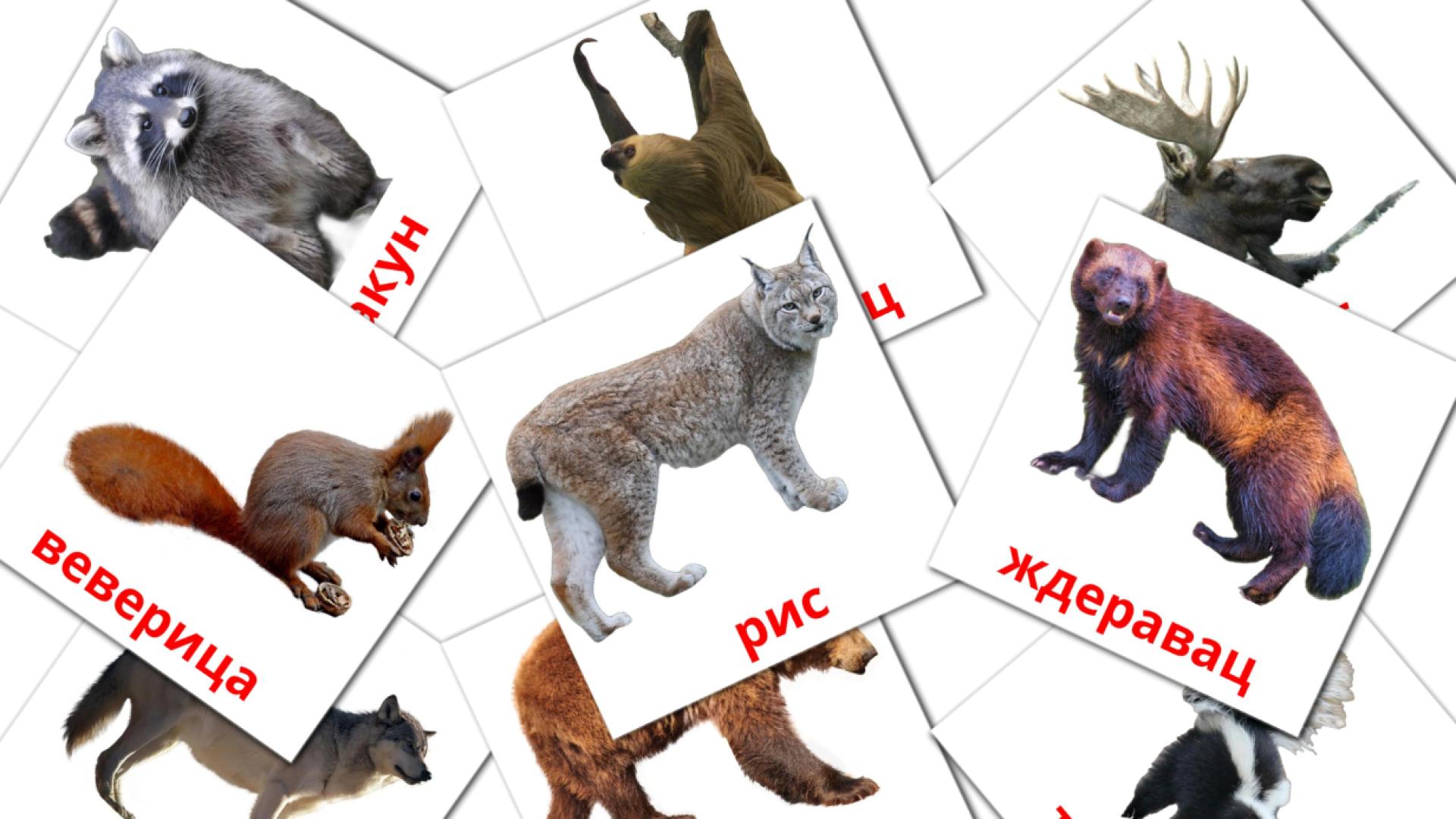 22 Bildkarten für Шумске животиње