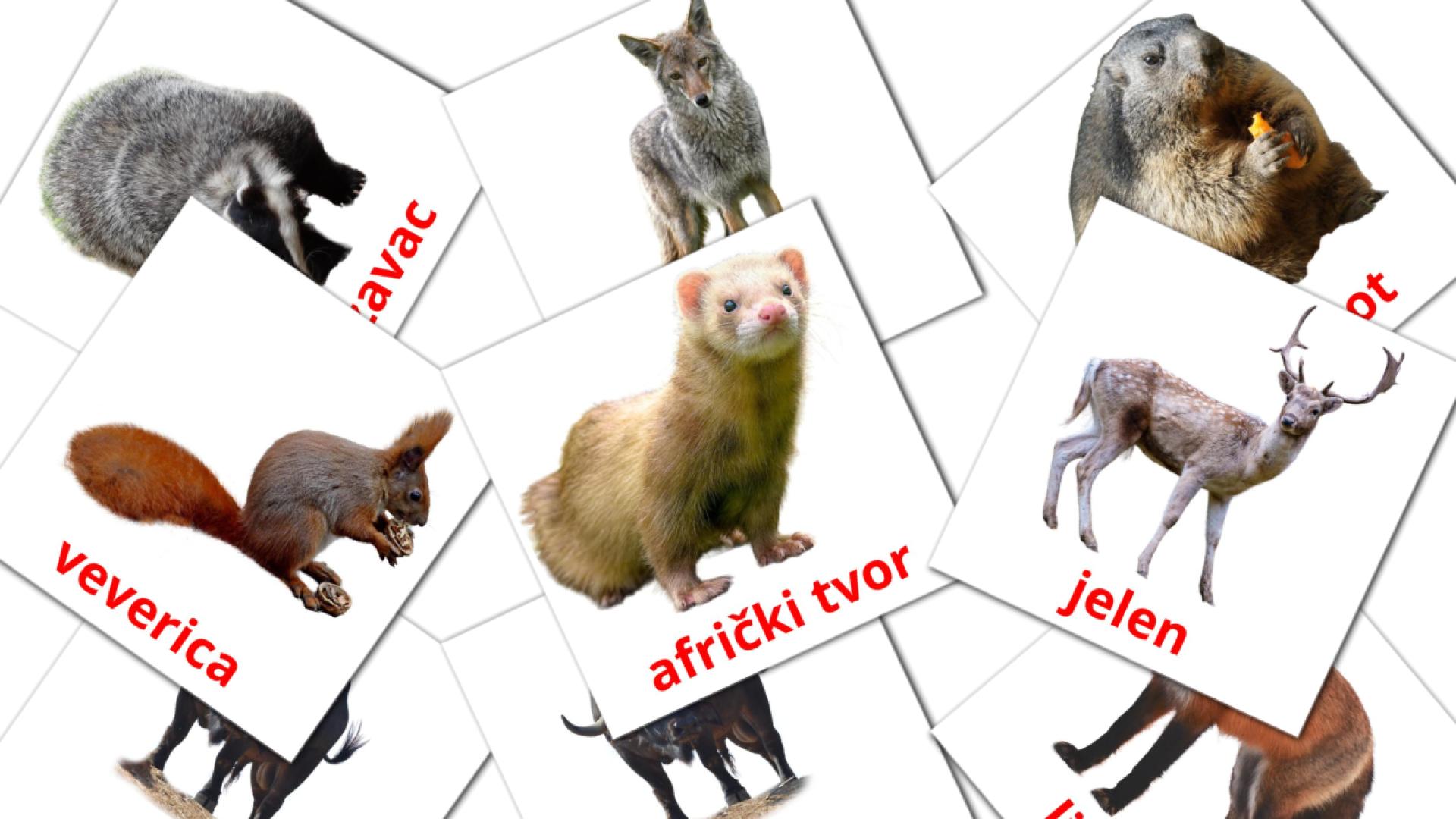 22 flashcards di Šumske životinje