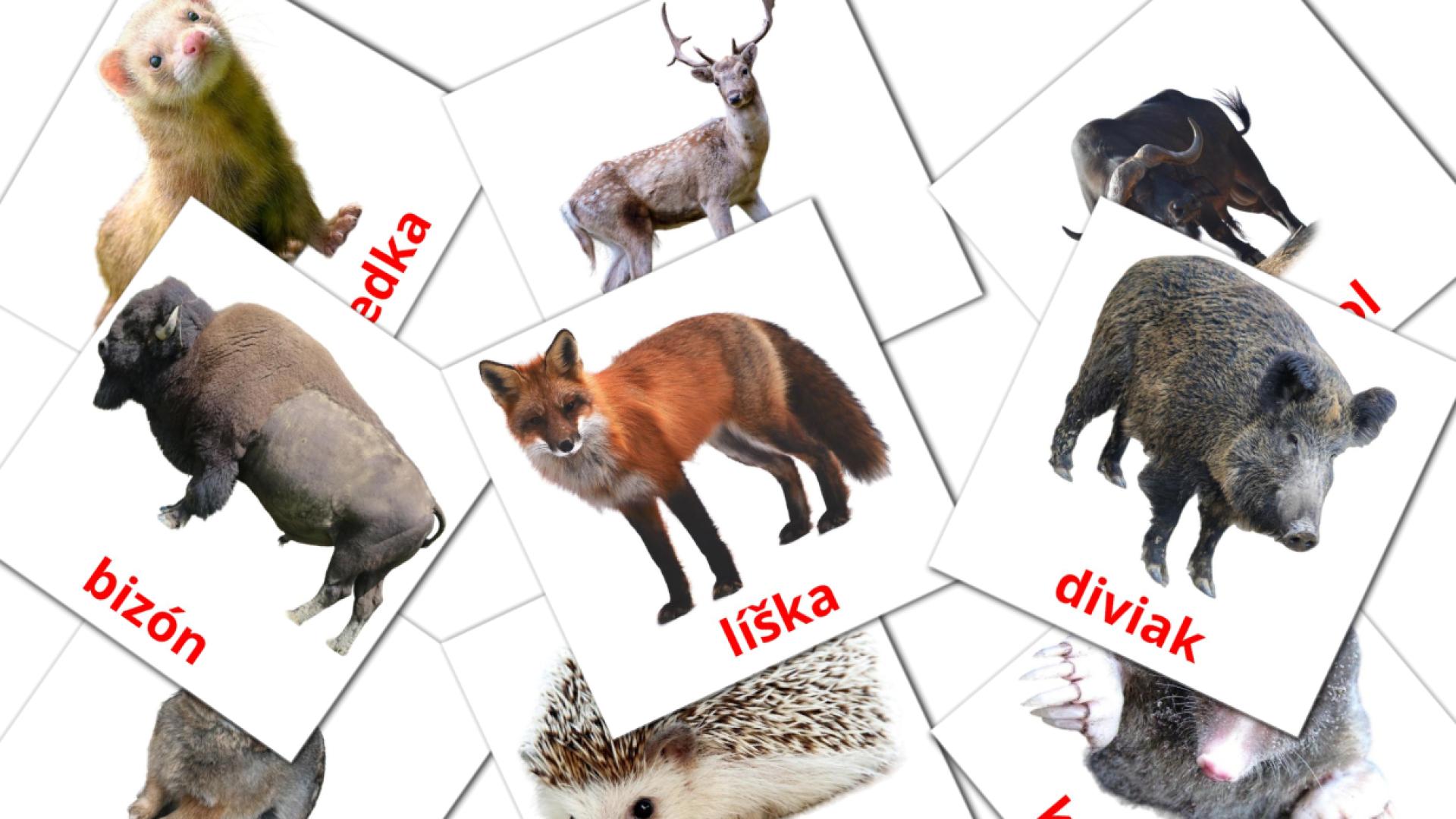 22 tarjetas didacticas de Lesné zvieratá