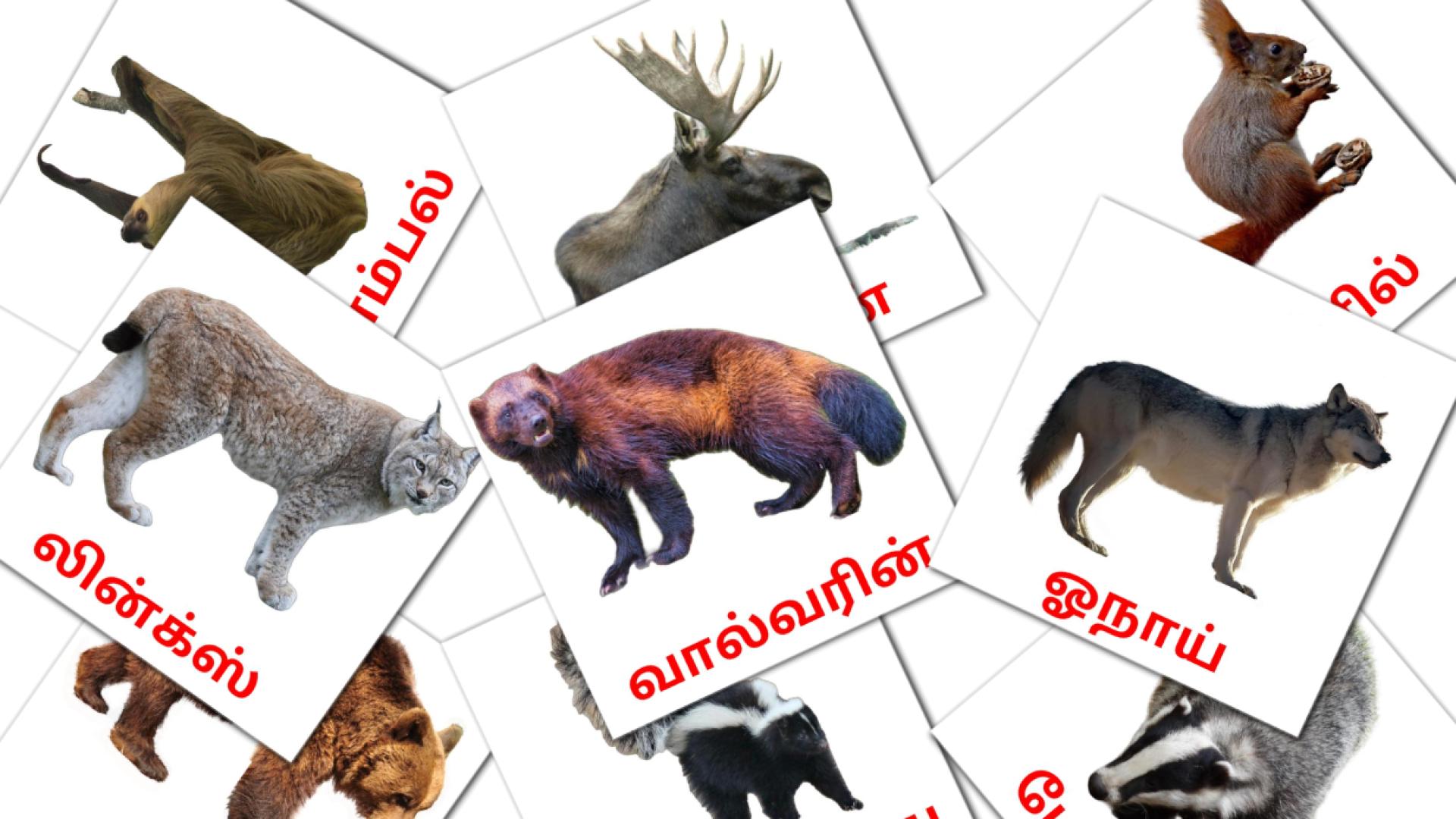 22 Bildkarten für ​ ​காட்டு விலங்குகள்