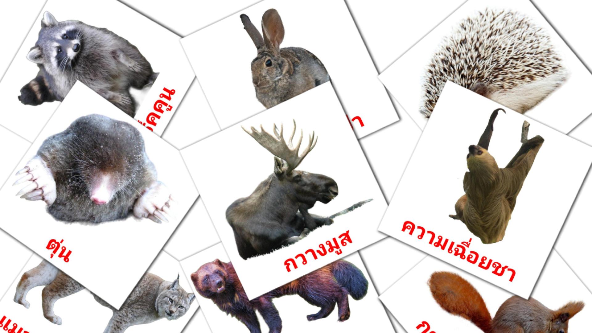 22 tarjetas didacticas de สัตว์ป่า