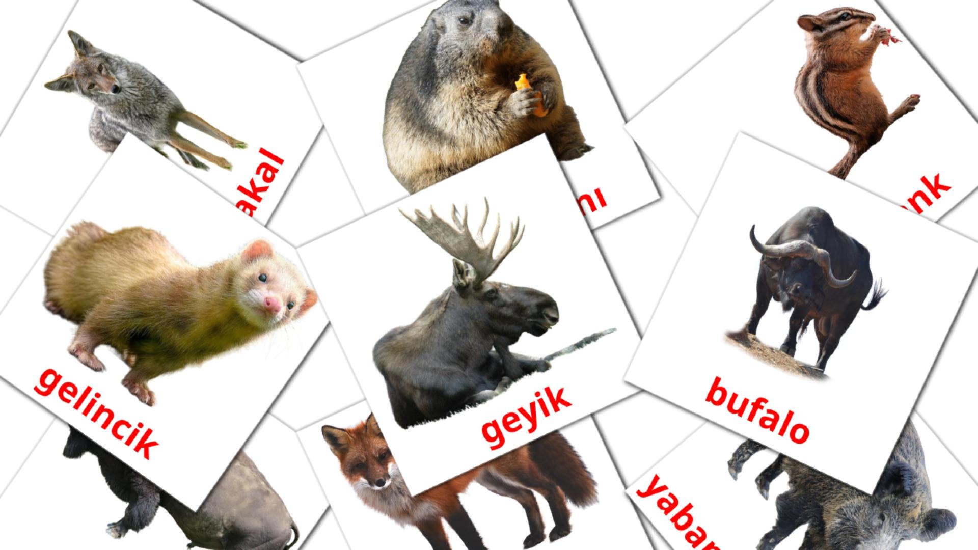 22 tarjetas didacticas de Orman Hayvanları