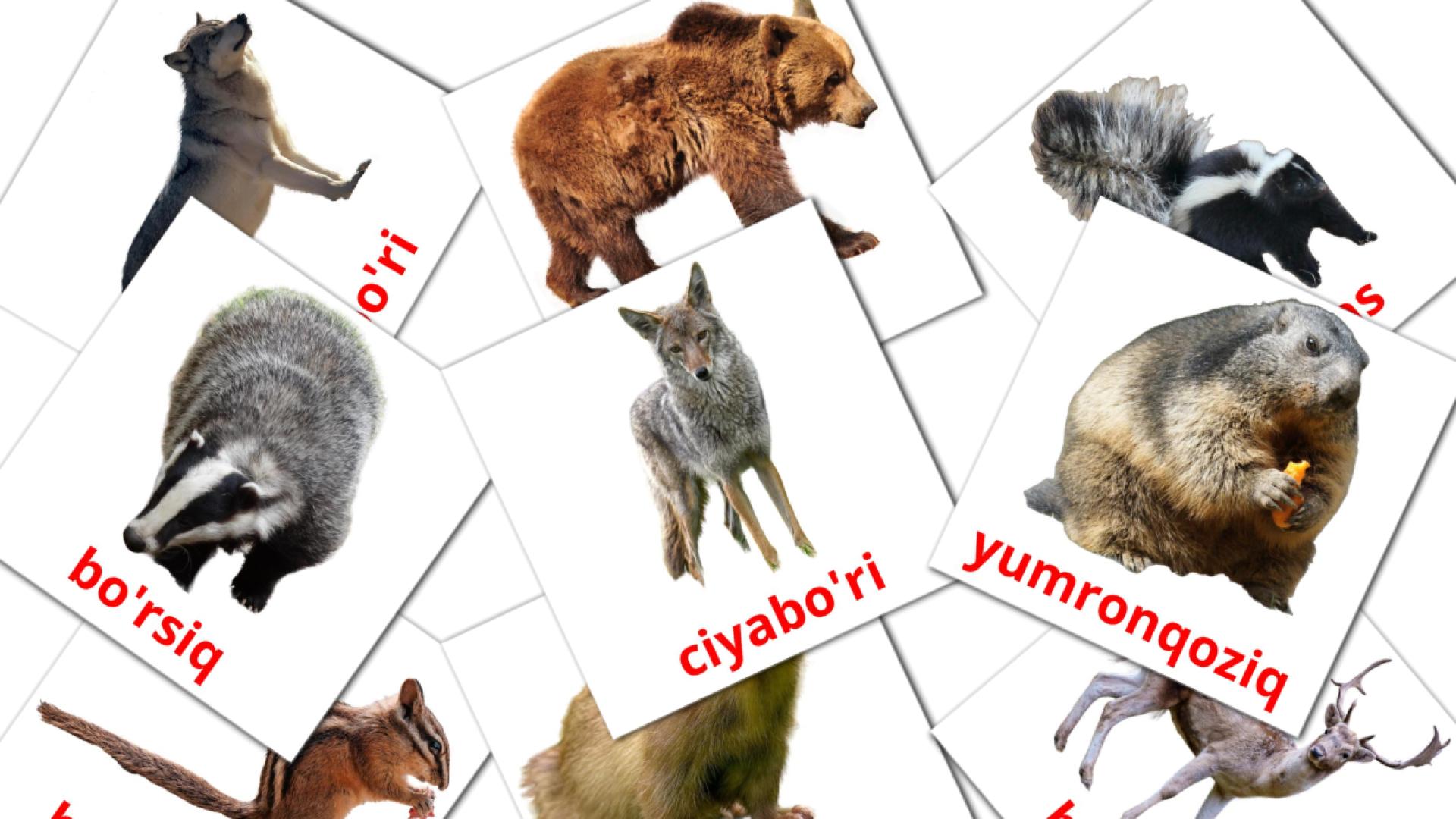 22 tarjetas didacticas de O'rmon hayvonlari